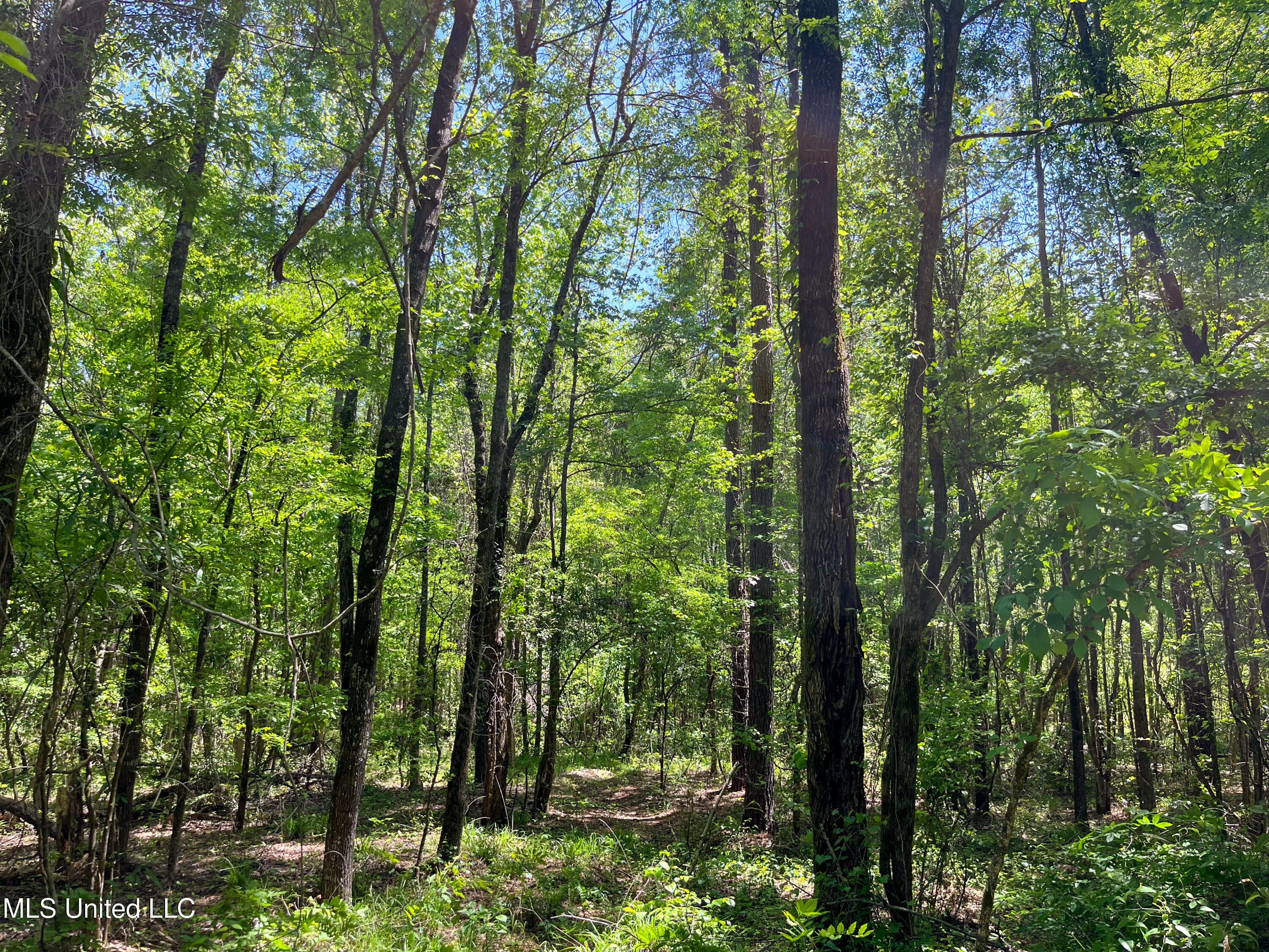 Honeysucker Road, Camden, Mississippi image 22