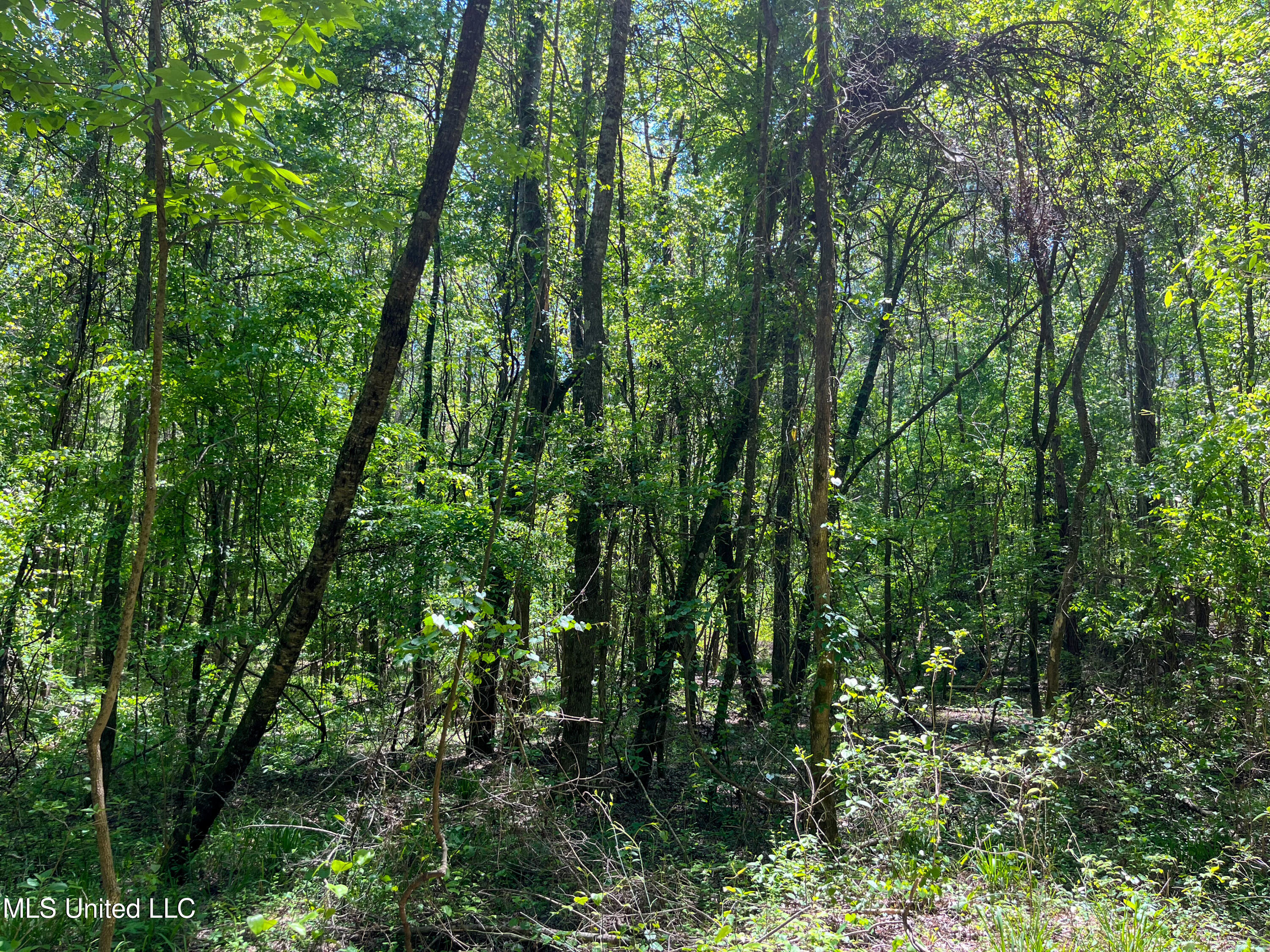 Honeysucker Road, Camden, Mississippi image 23