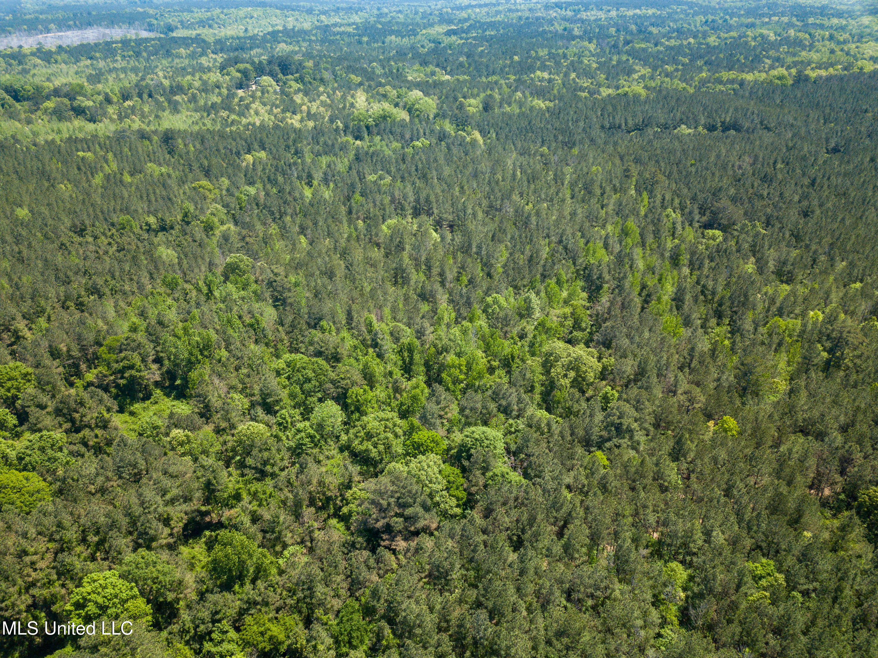 Honeysucker Road, Camden, Mississippi image 19