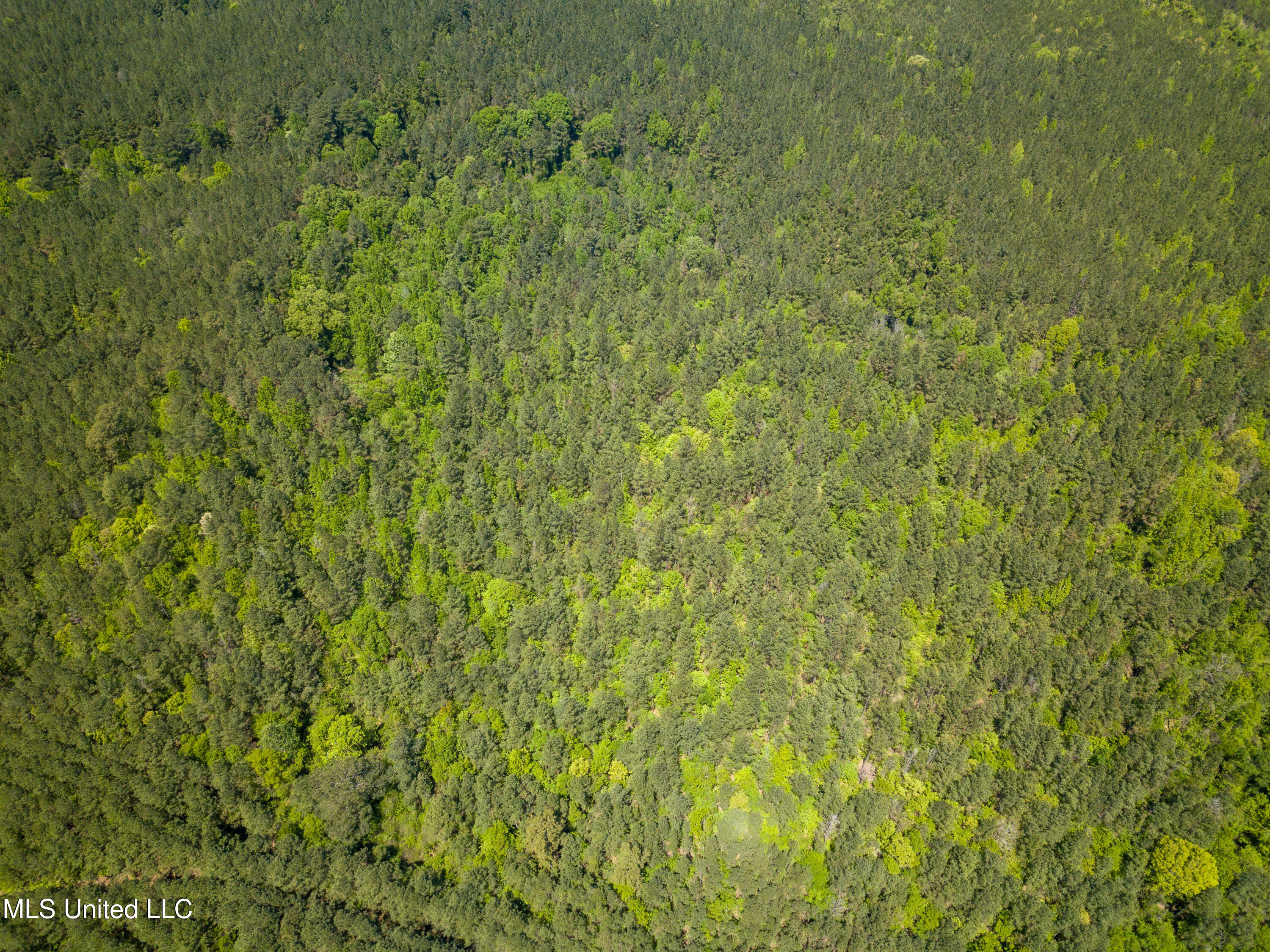 Honeysucker Road, Camden, Mississippi image 17