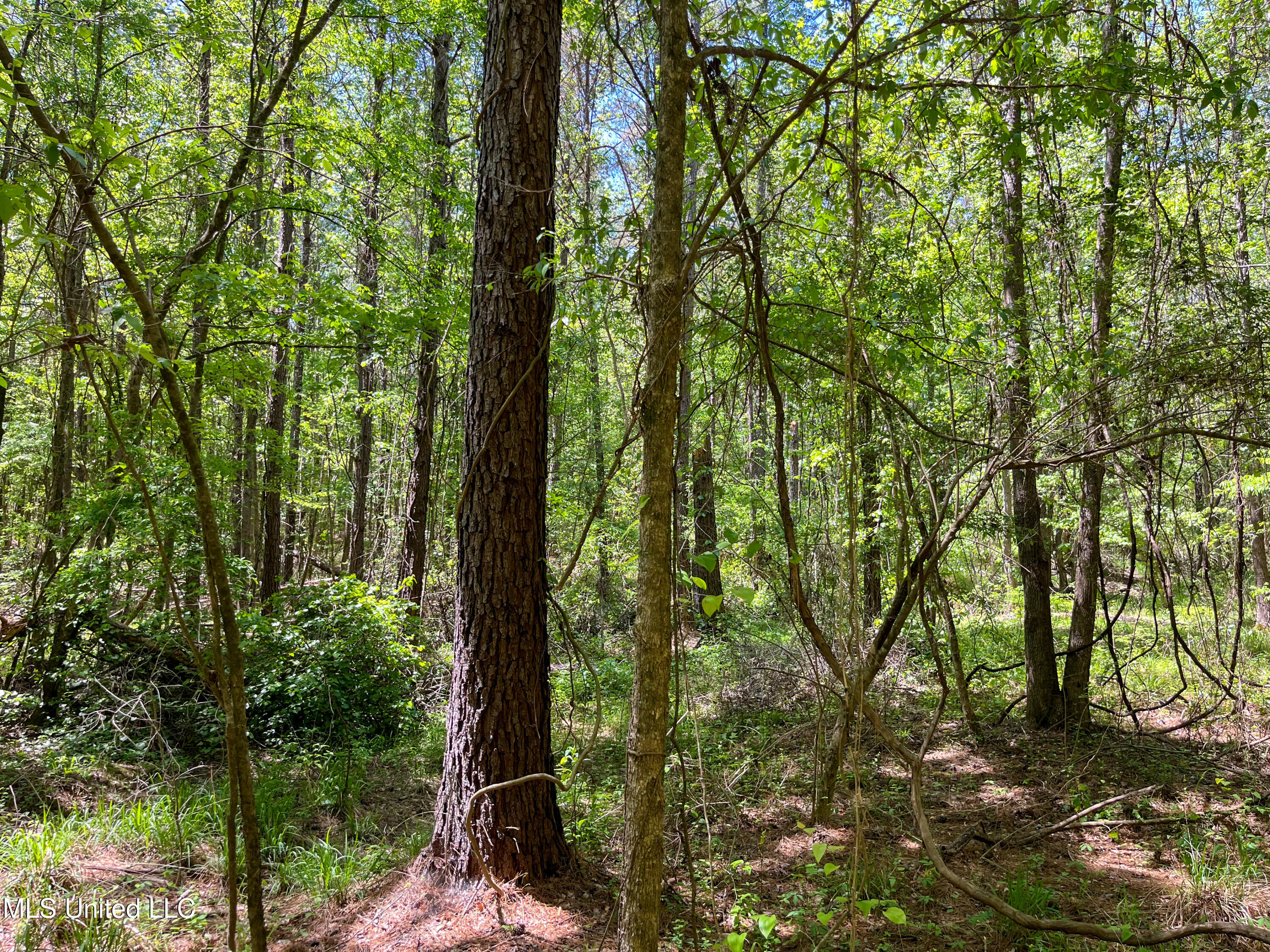 Honeysucker Road, Camden, Mississippi image 25