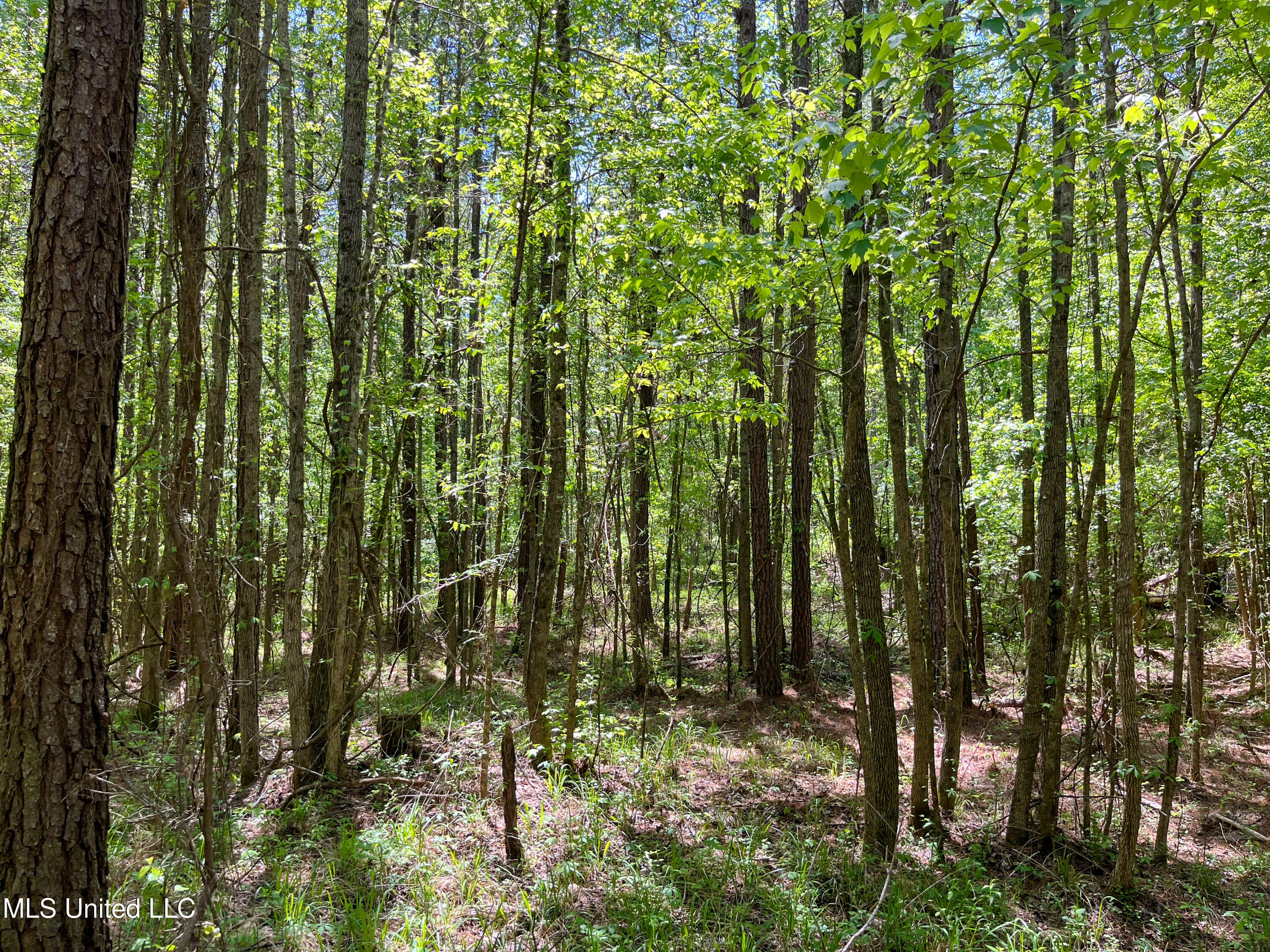 Honeysucker Road, Camden, Mississippi image 24