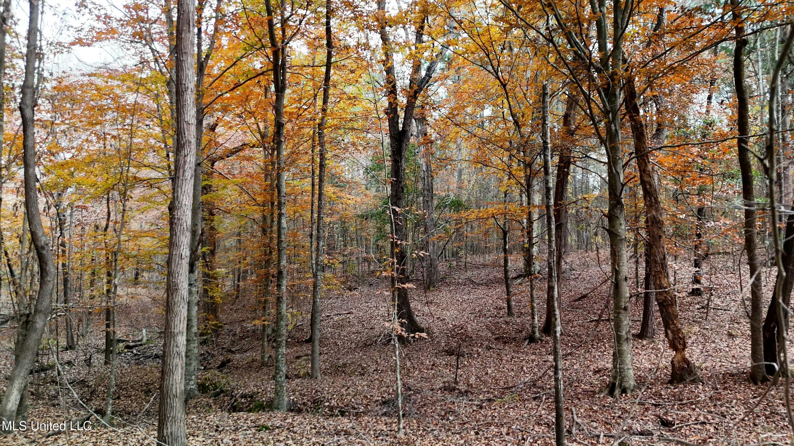 Greenhill Road, Florence, Mississippi image 10