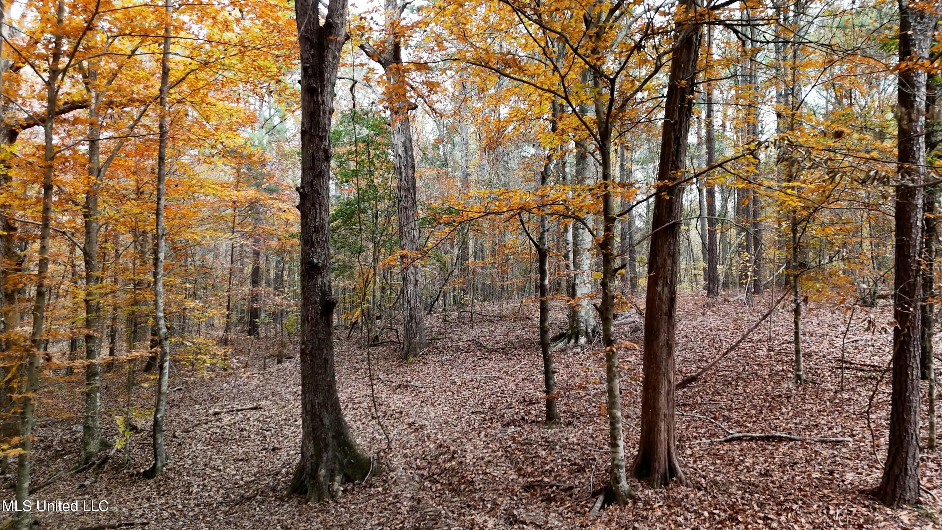 Greenhill Road, Florence, Mississippi image 1