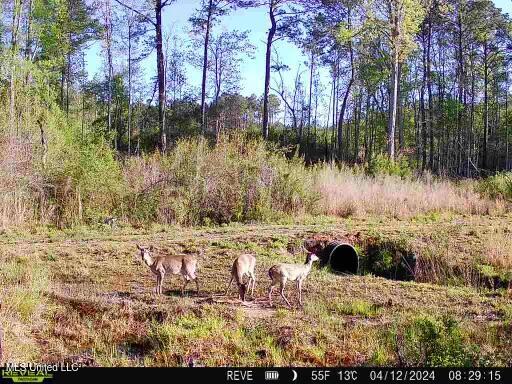 3452 County Road 3027, Kosciusko, Mississippi image 5