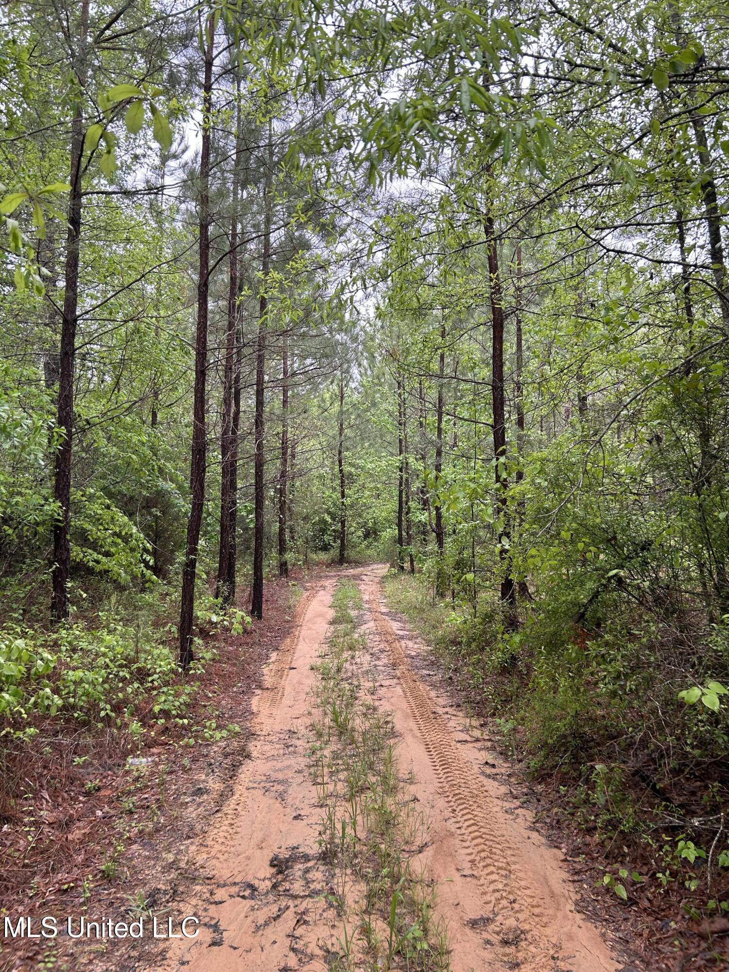Bethlehem Road, Lauderdale, Mississippi image 14