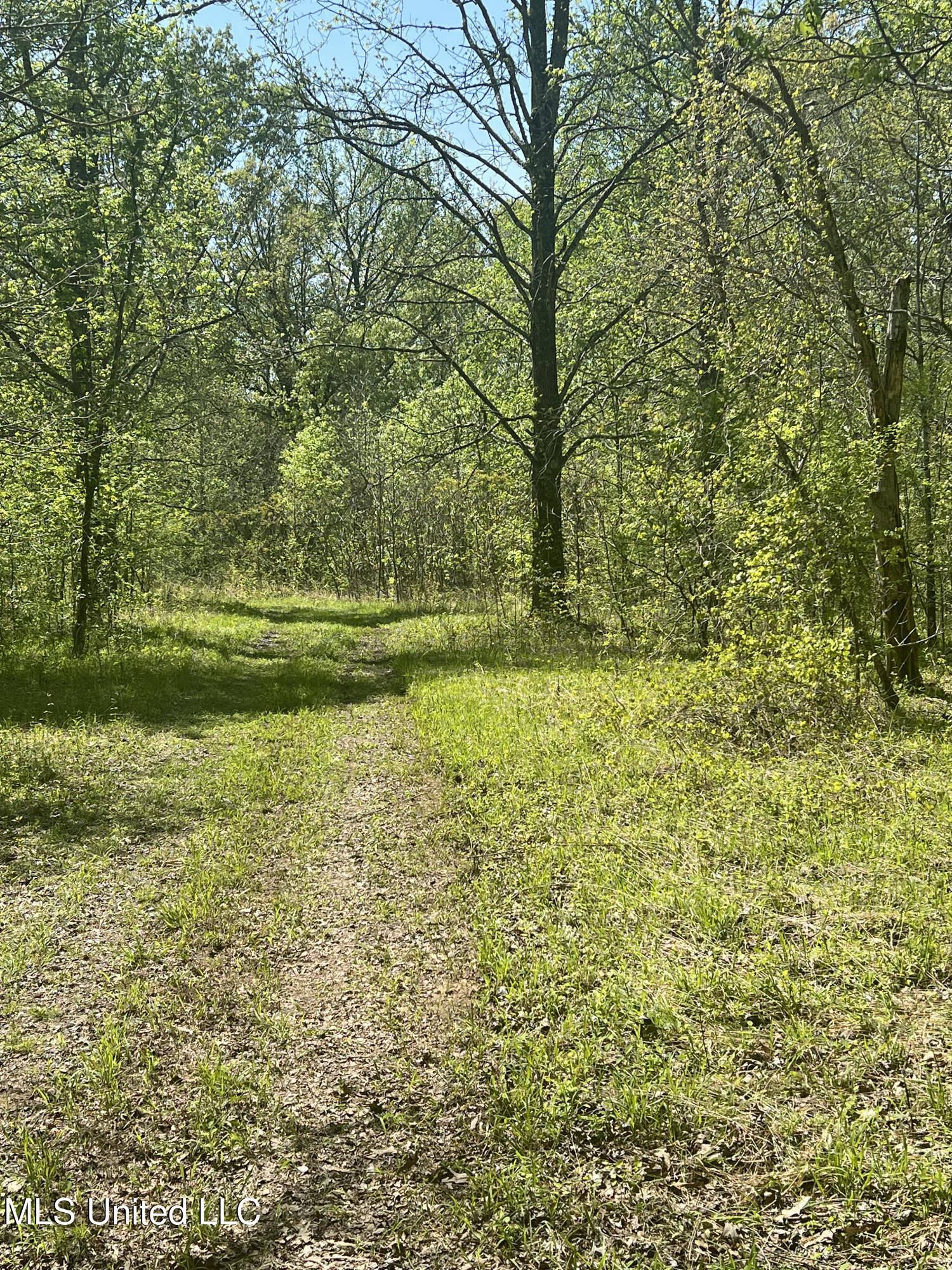 Highway 301s, Hernando, Mississippi image 6