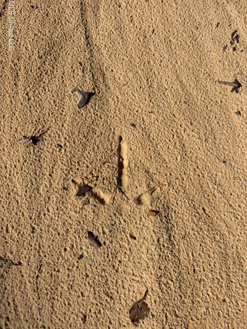 Vacant Land For Sale - County Road 163<br/> Carroll County, Carrollton, MS 38917