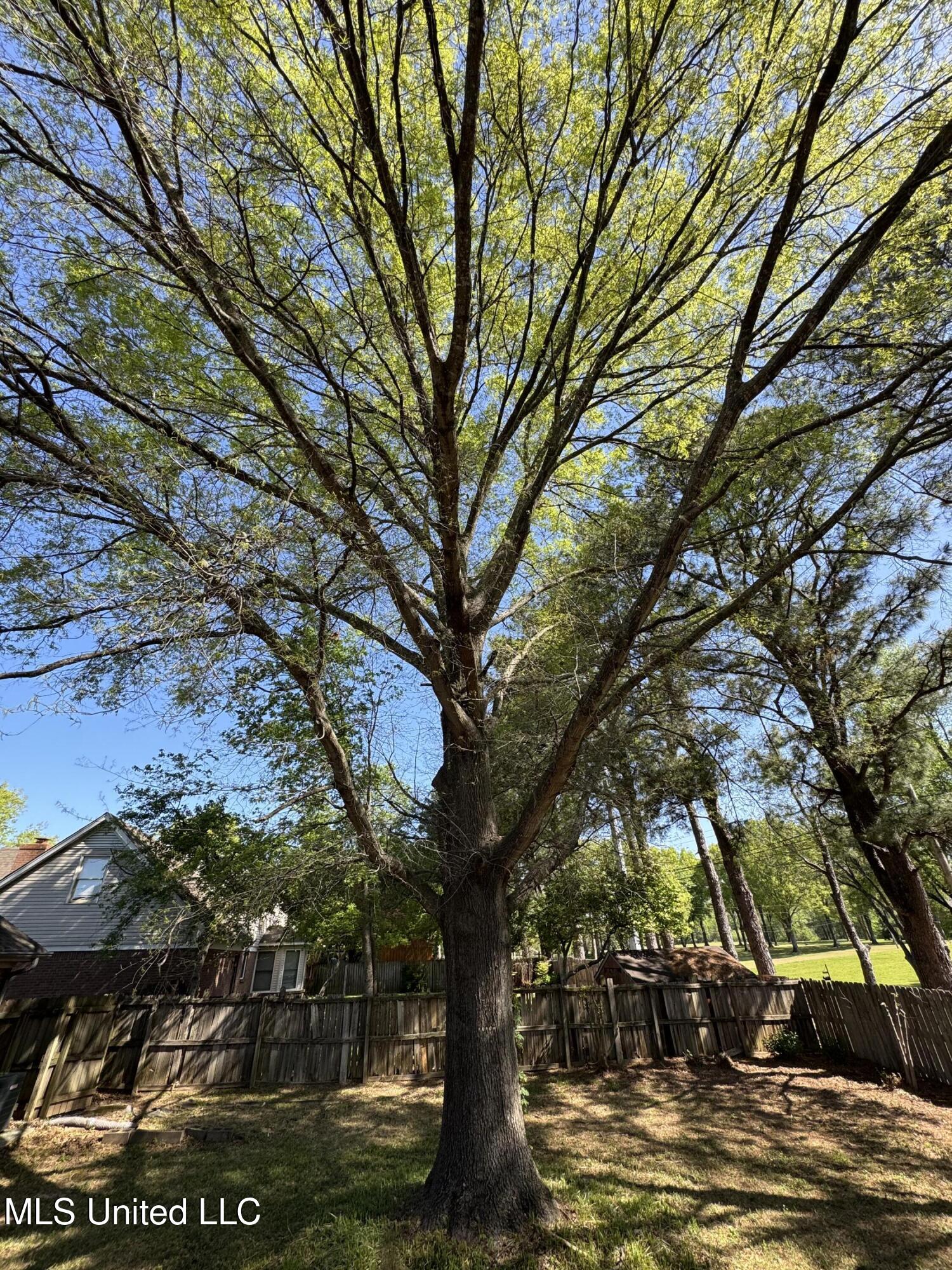 6540 Timber Pine Drive, Southaven, Mississippi image 10