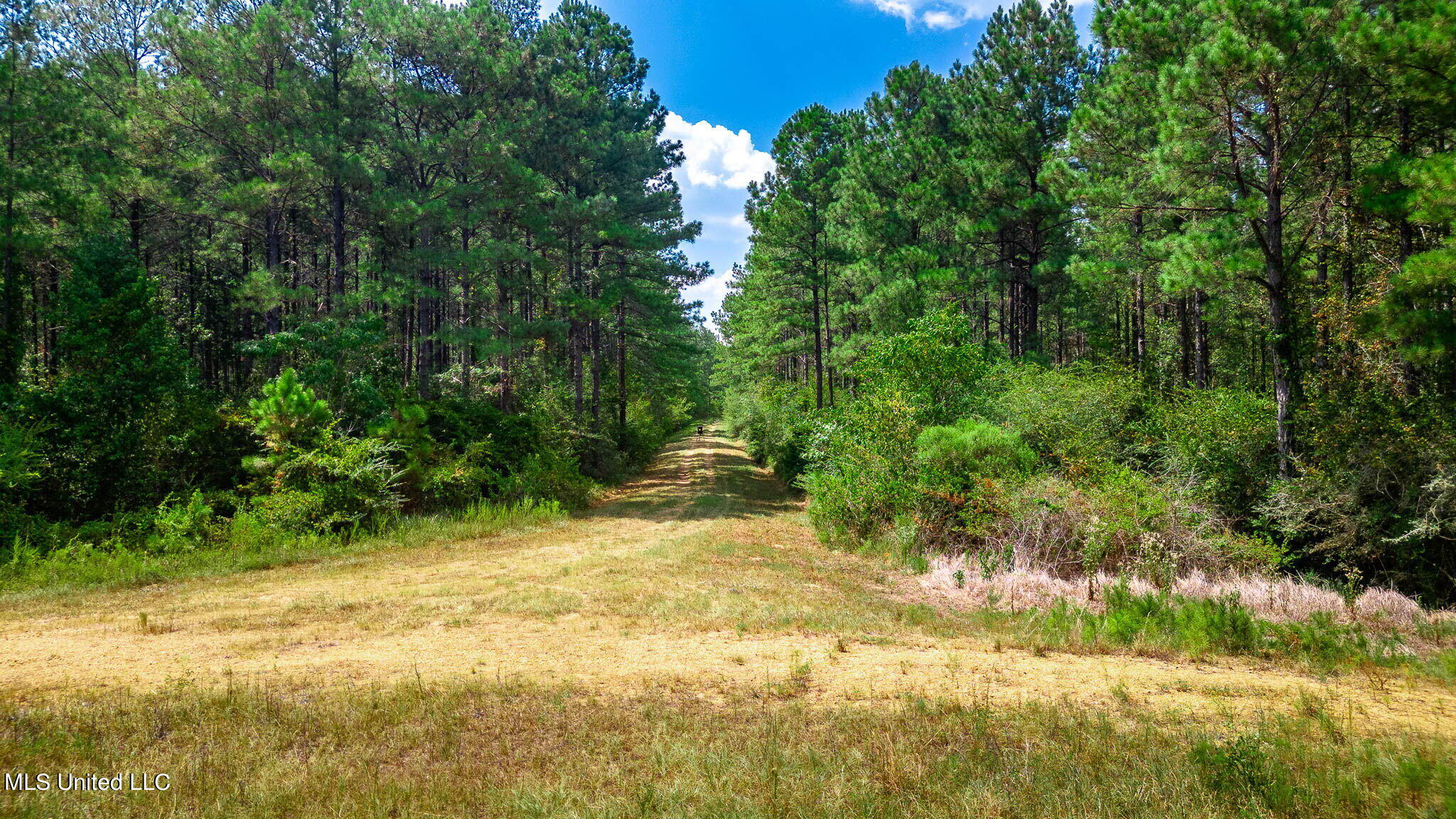 51 Ac +/- Refuge Lane, Hattiesburg, Mississippi image 15