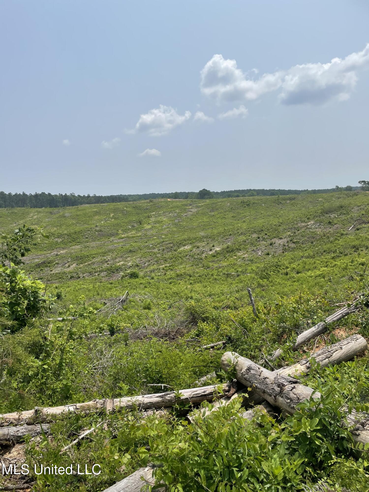 Hendrix/pine Grove Road, Coffeeville, Mississippi image 12