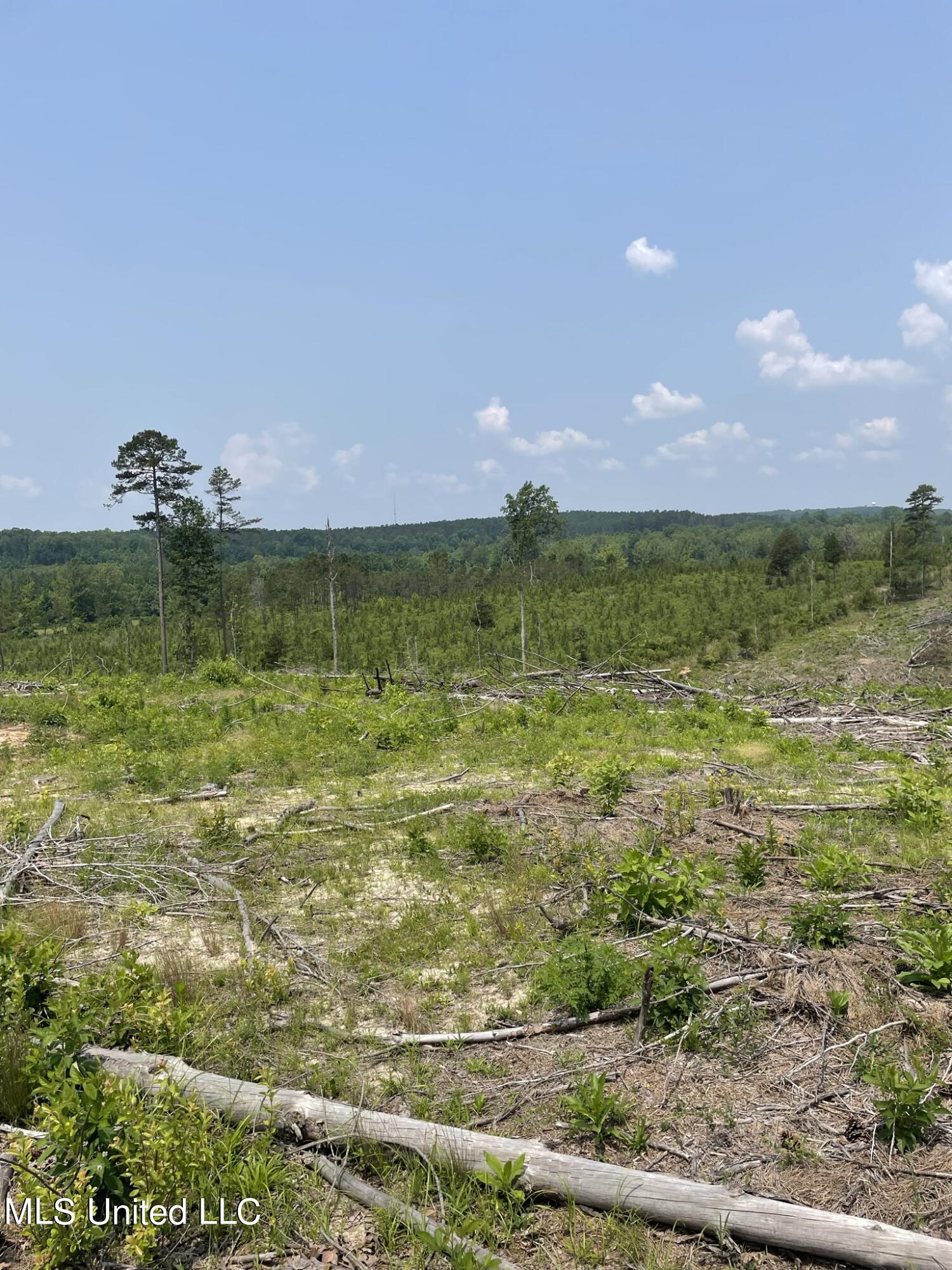 Hendrix/pine Grove Road, Coffeeville, Mississippi image 5