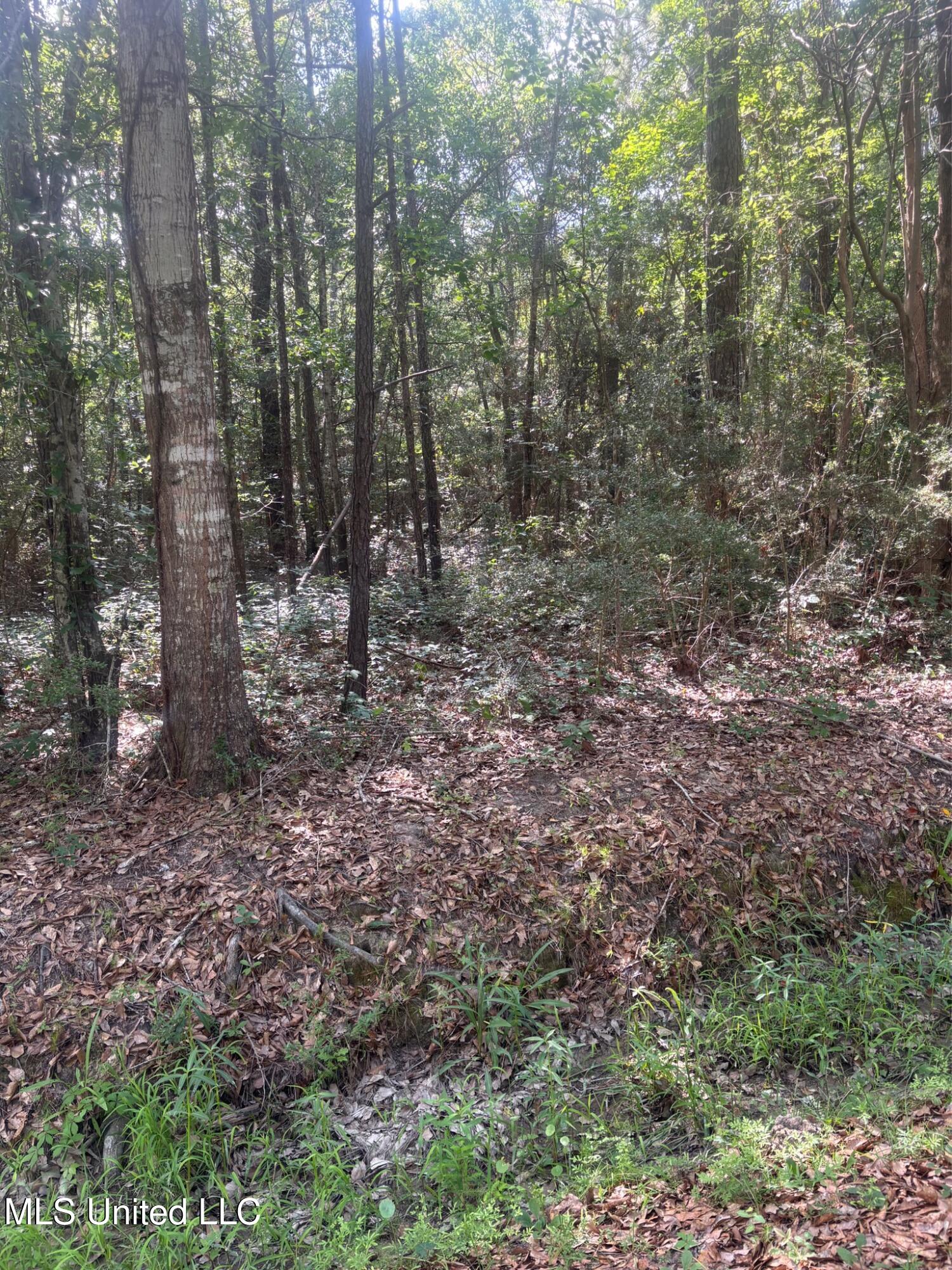 Cantania/ridge Road, Bay Saint Louis, Mississippi image 6