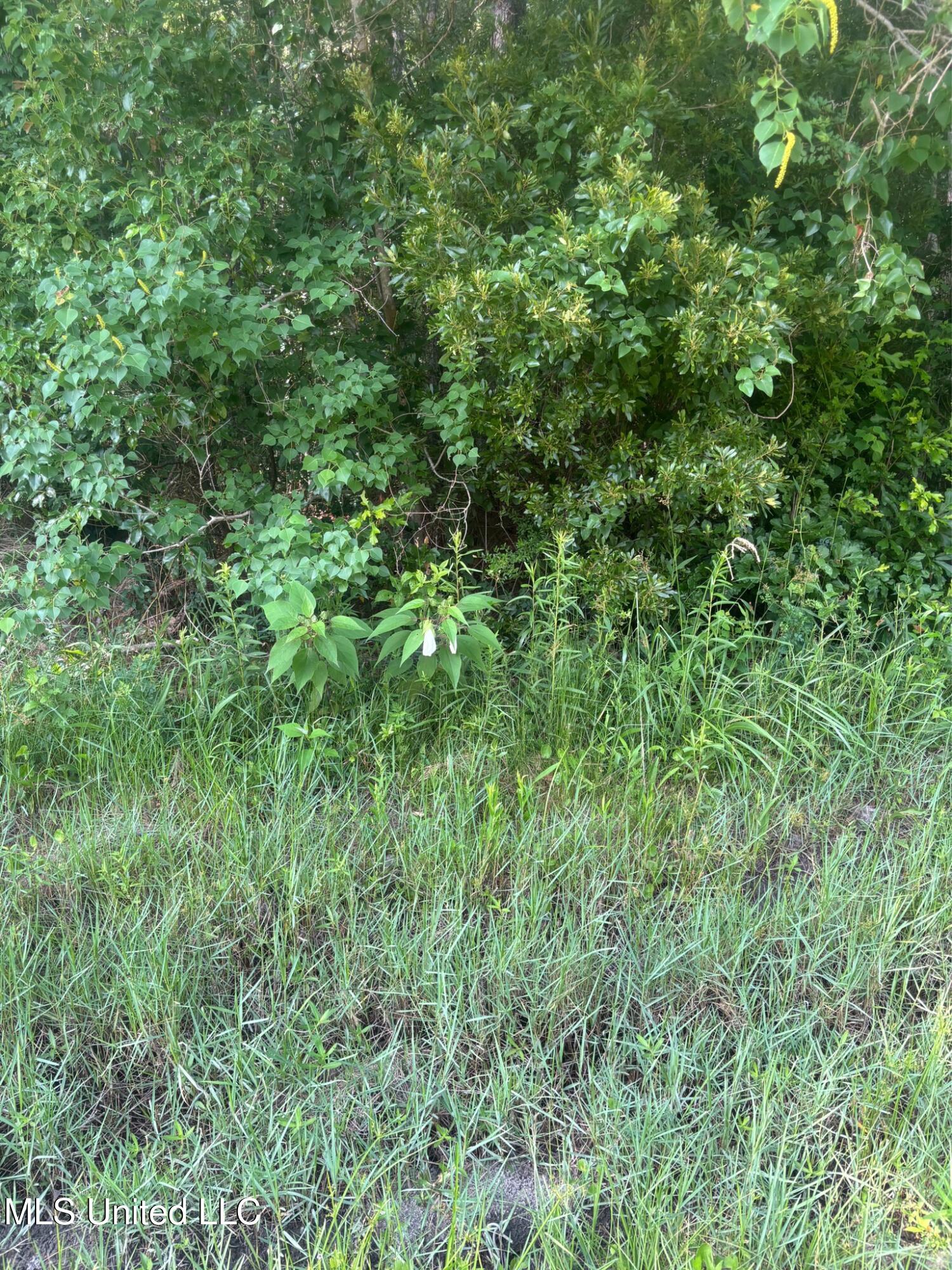 Cantania/ridge Road, Bay Saint Louis, Mississippi image 4