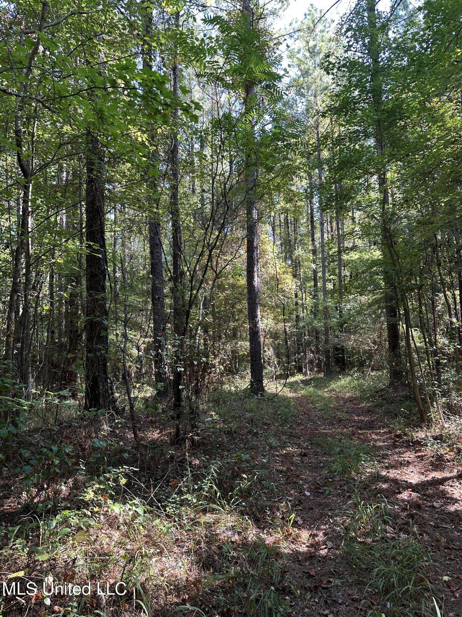 Firetower Road Road, Camden, Mississippi image 13