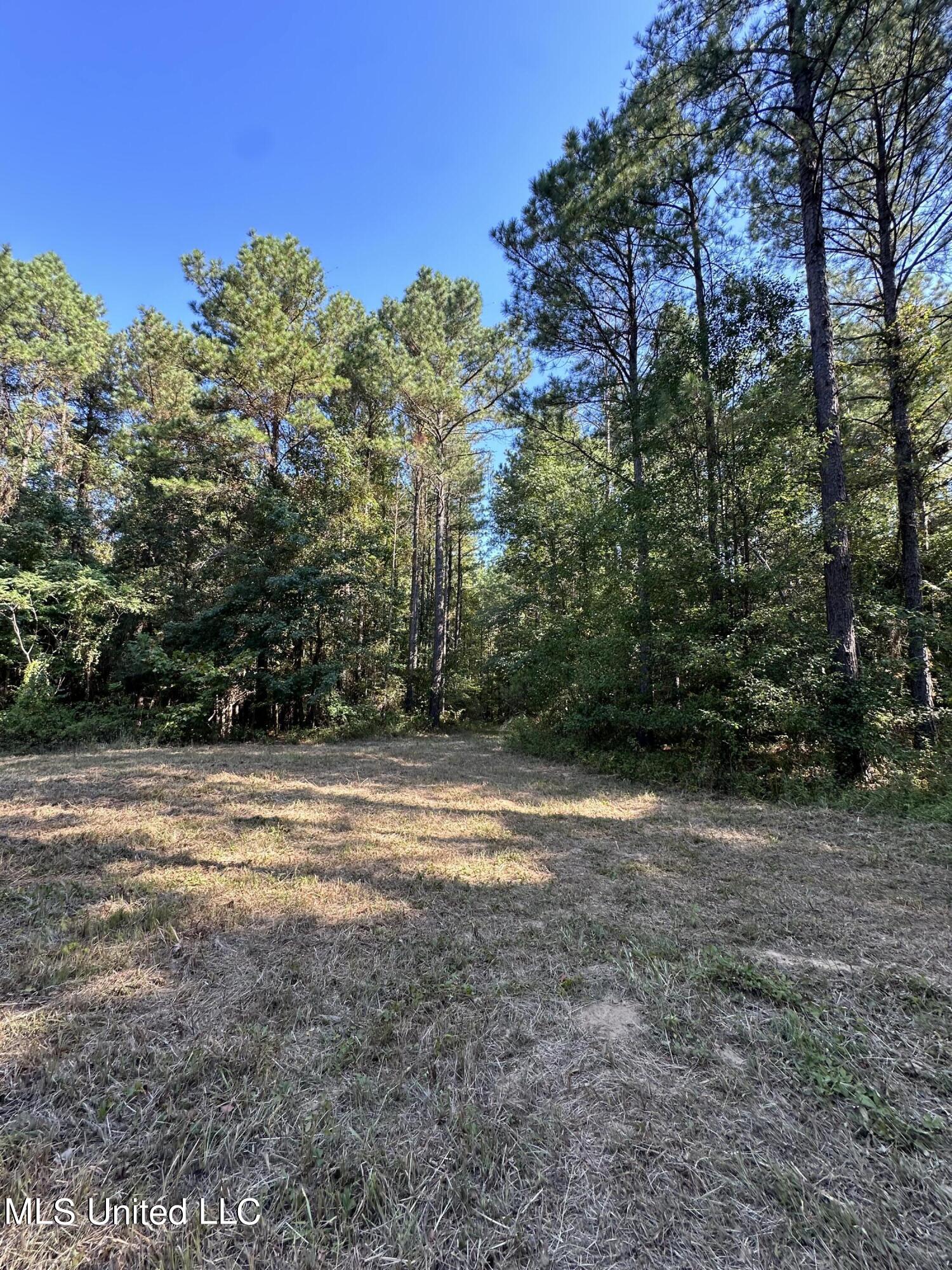 Firetower Road Road, Camden, Mississippi image 4