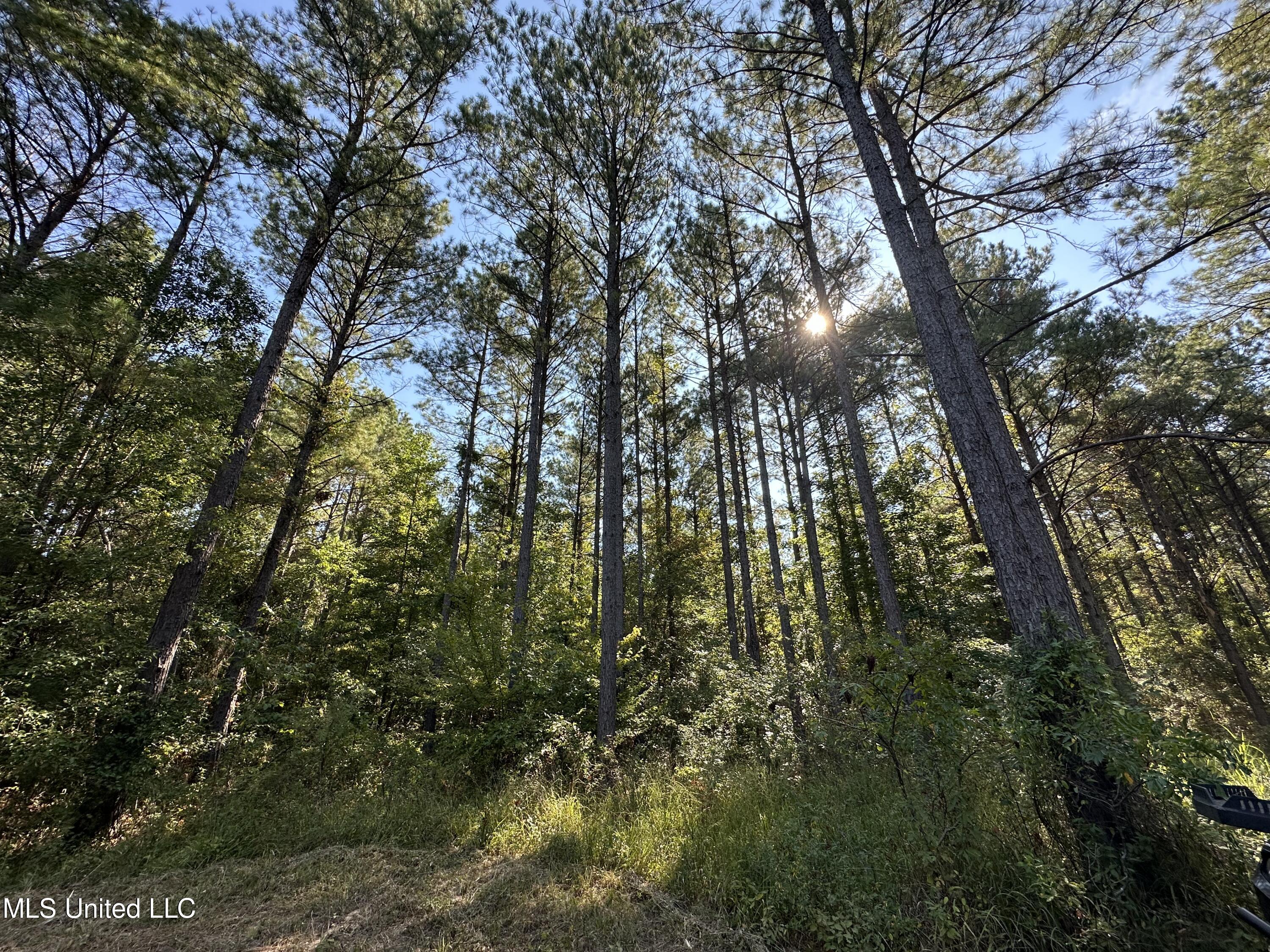 Firetower Road Road, Camden, Mississippi image 1