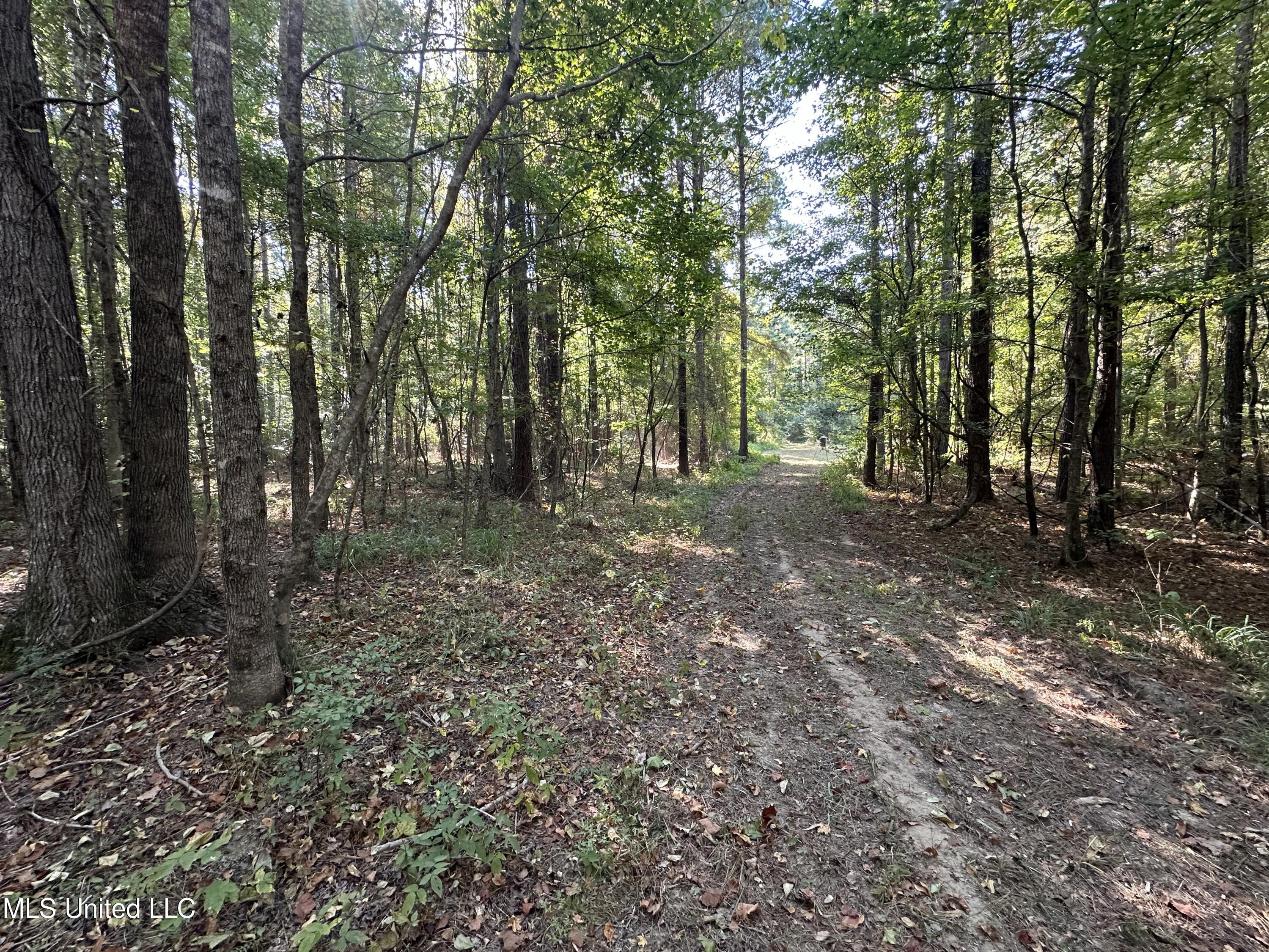 Firetower Road Road, Camden, Mississippi image 12