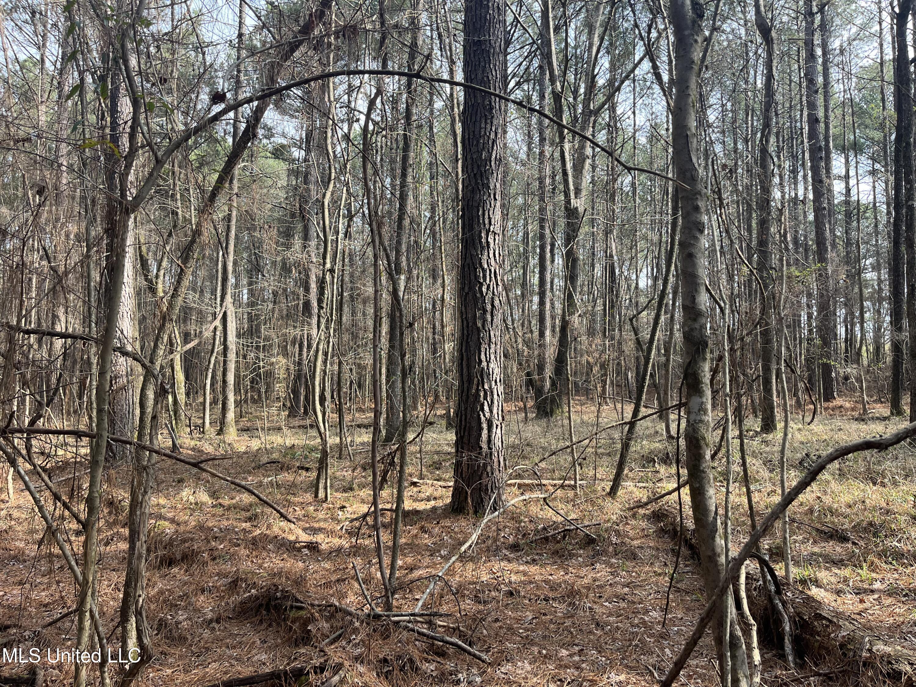Barnes Road, Florence, Mississippi image 15