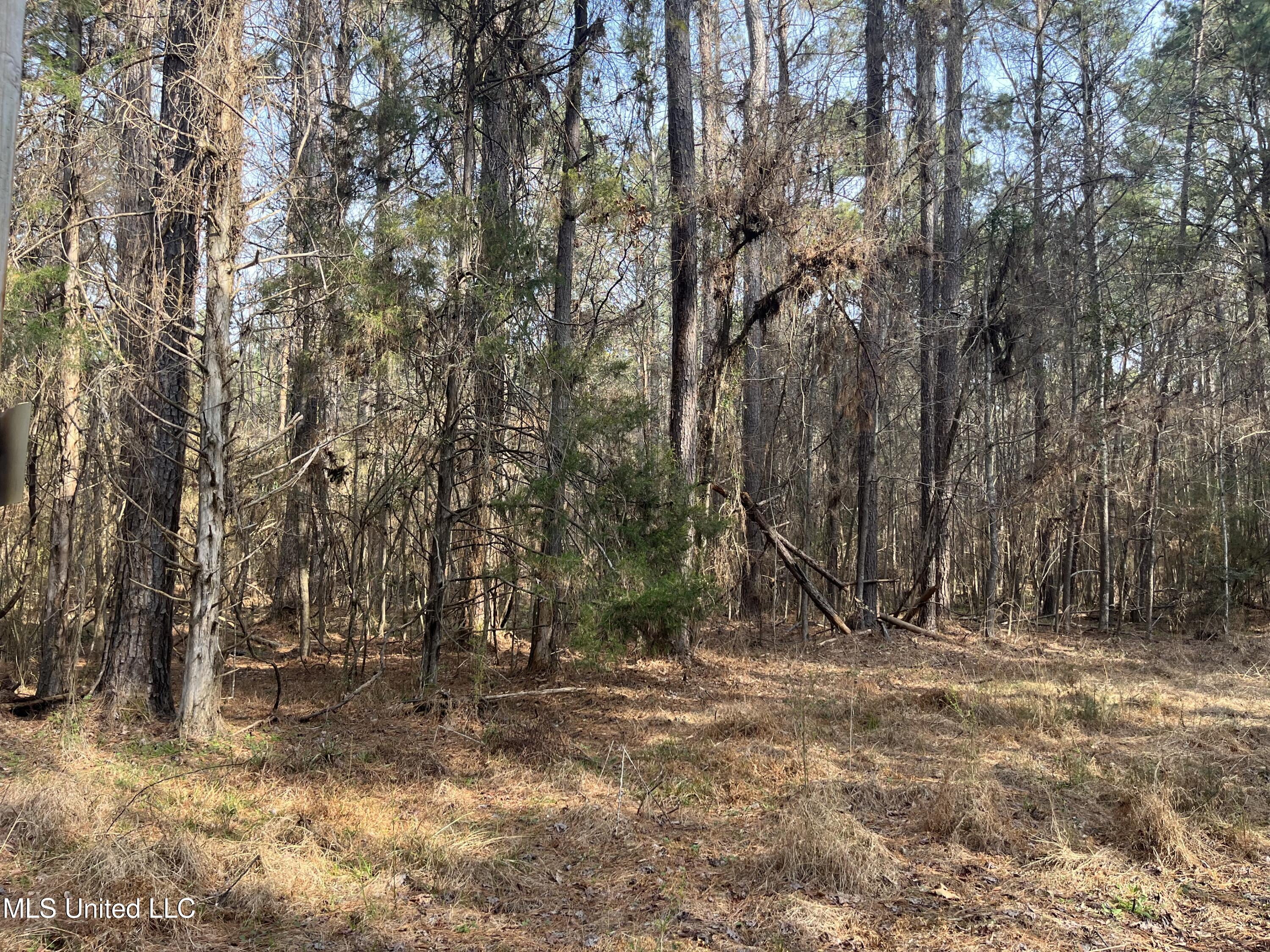 Barnes Road, Florence, Mississippi image 25