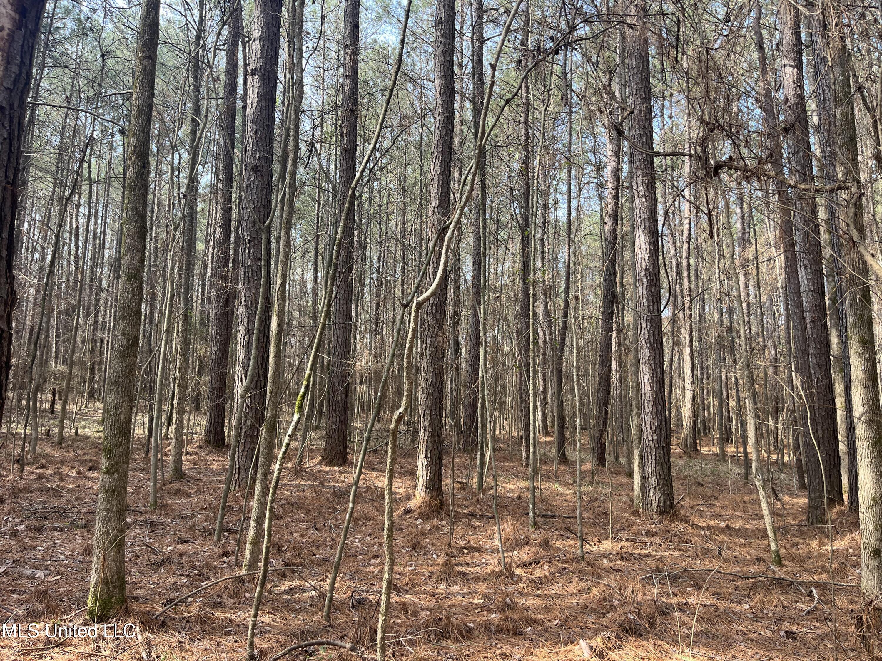 Barnes Road, Florence, Mississippi image 12