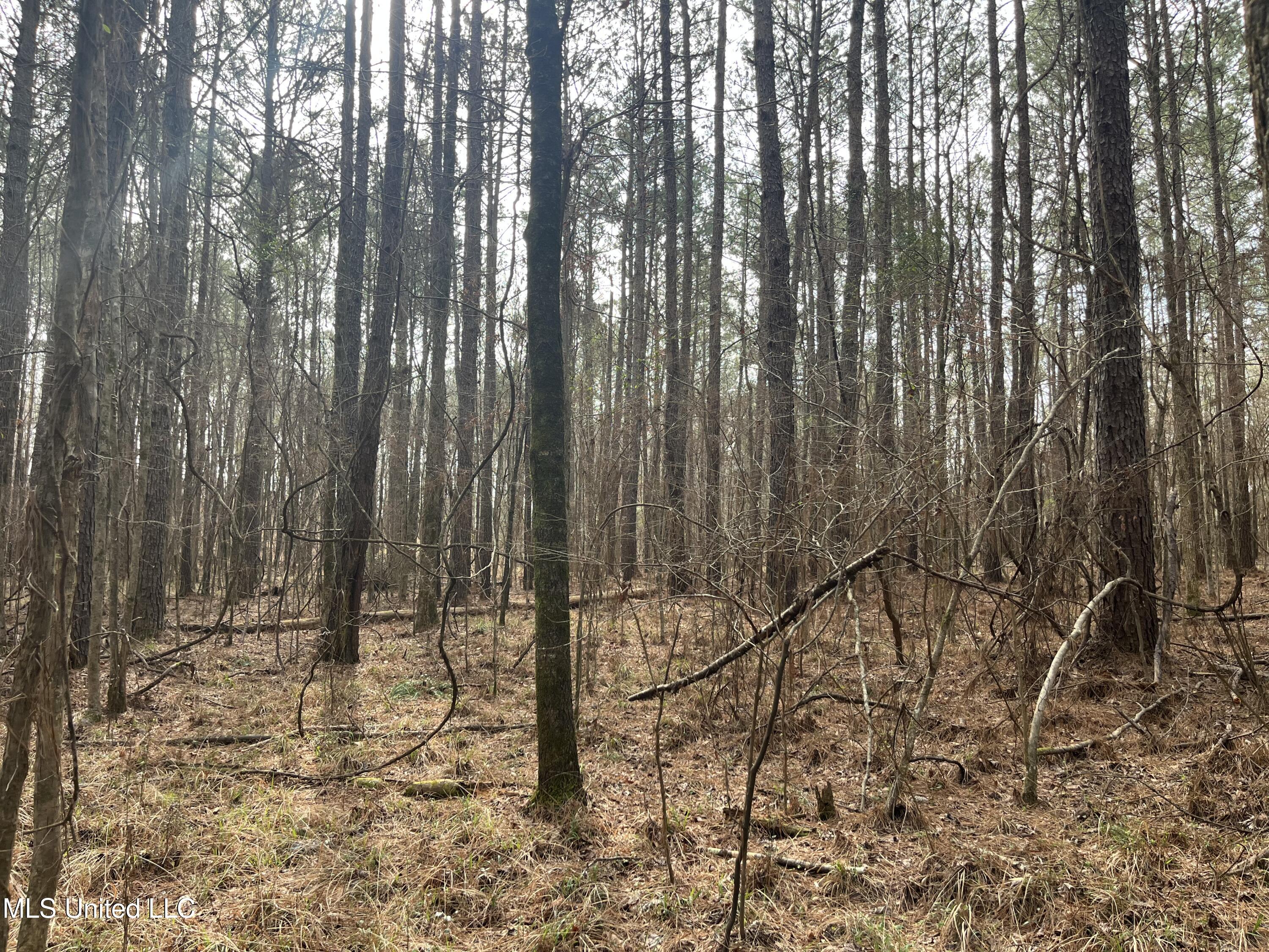 Barnes Road, Florence, Mississippi image 3