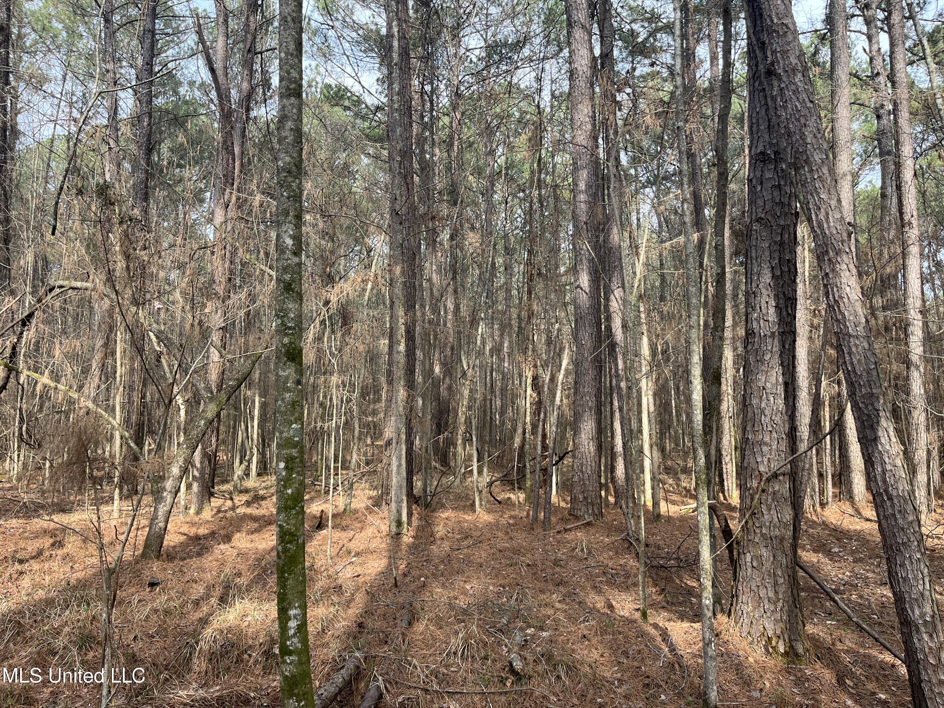 Barnes Road, Florence, Mississippi image 7