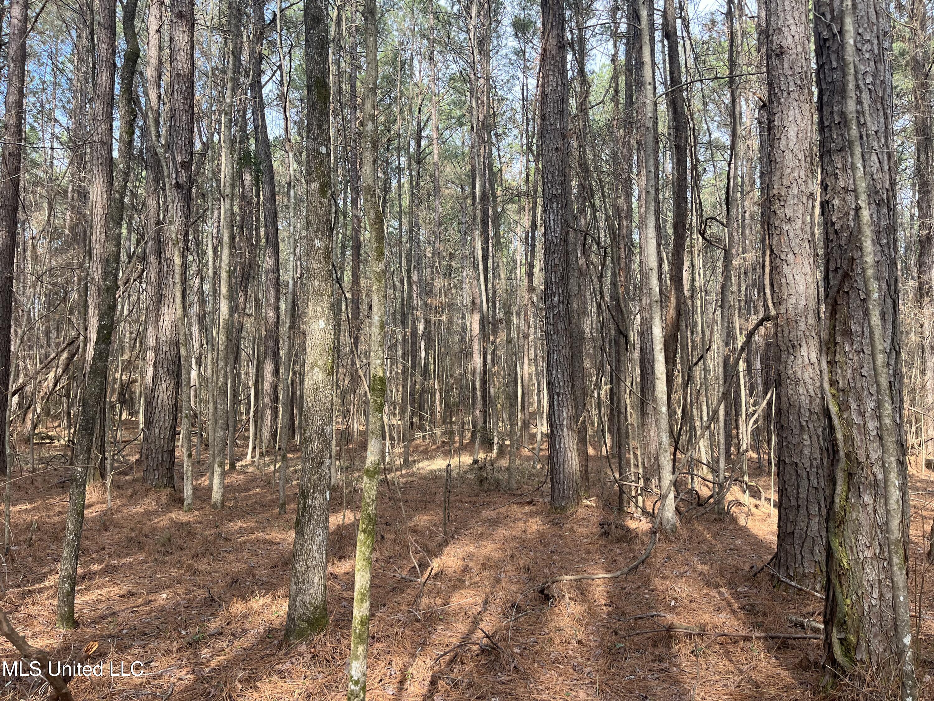 Barnes Road, Florence, Mississippi image 13
