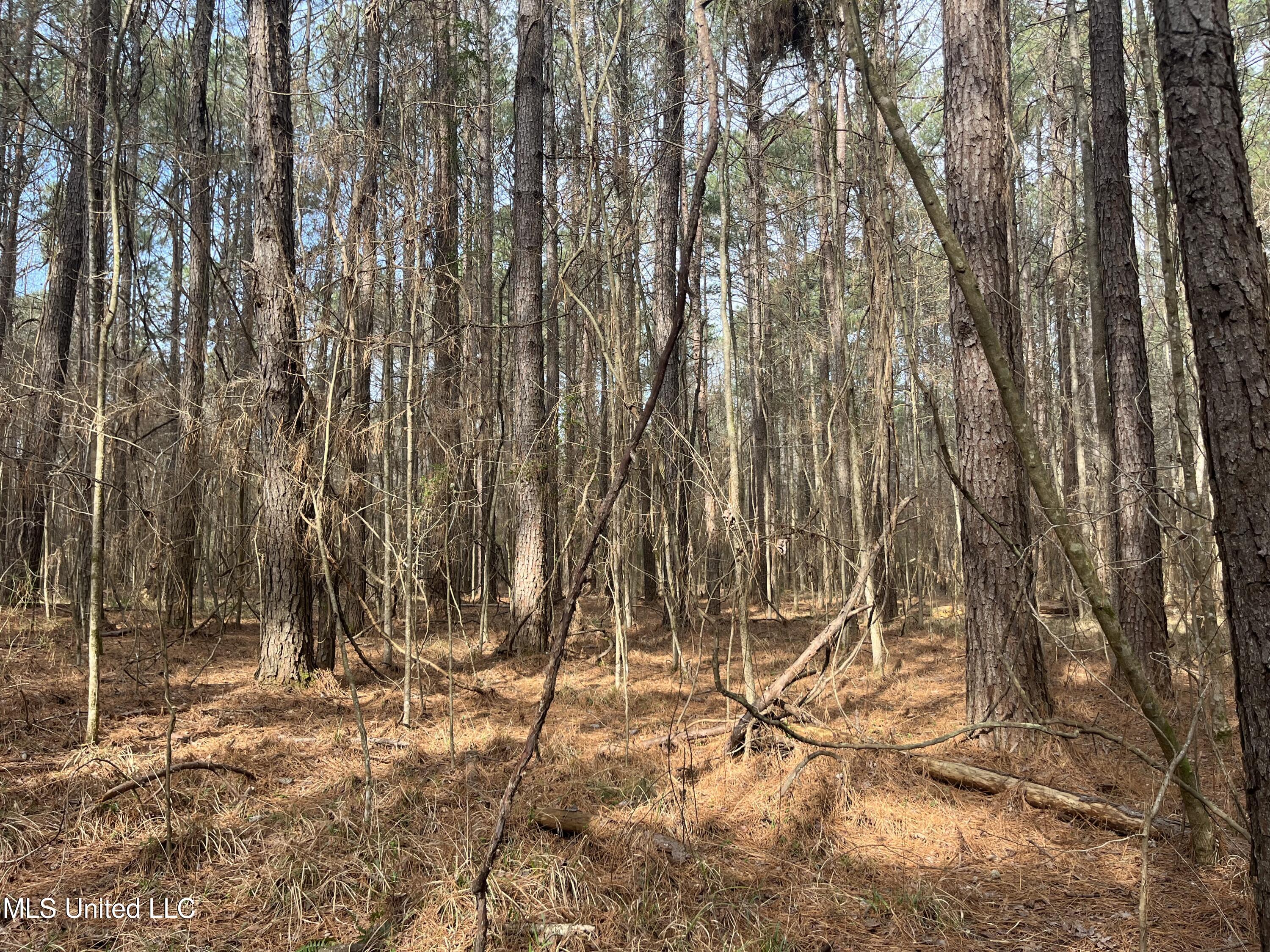 Barnes Road, Florence, Mississippi image 5
