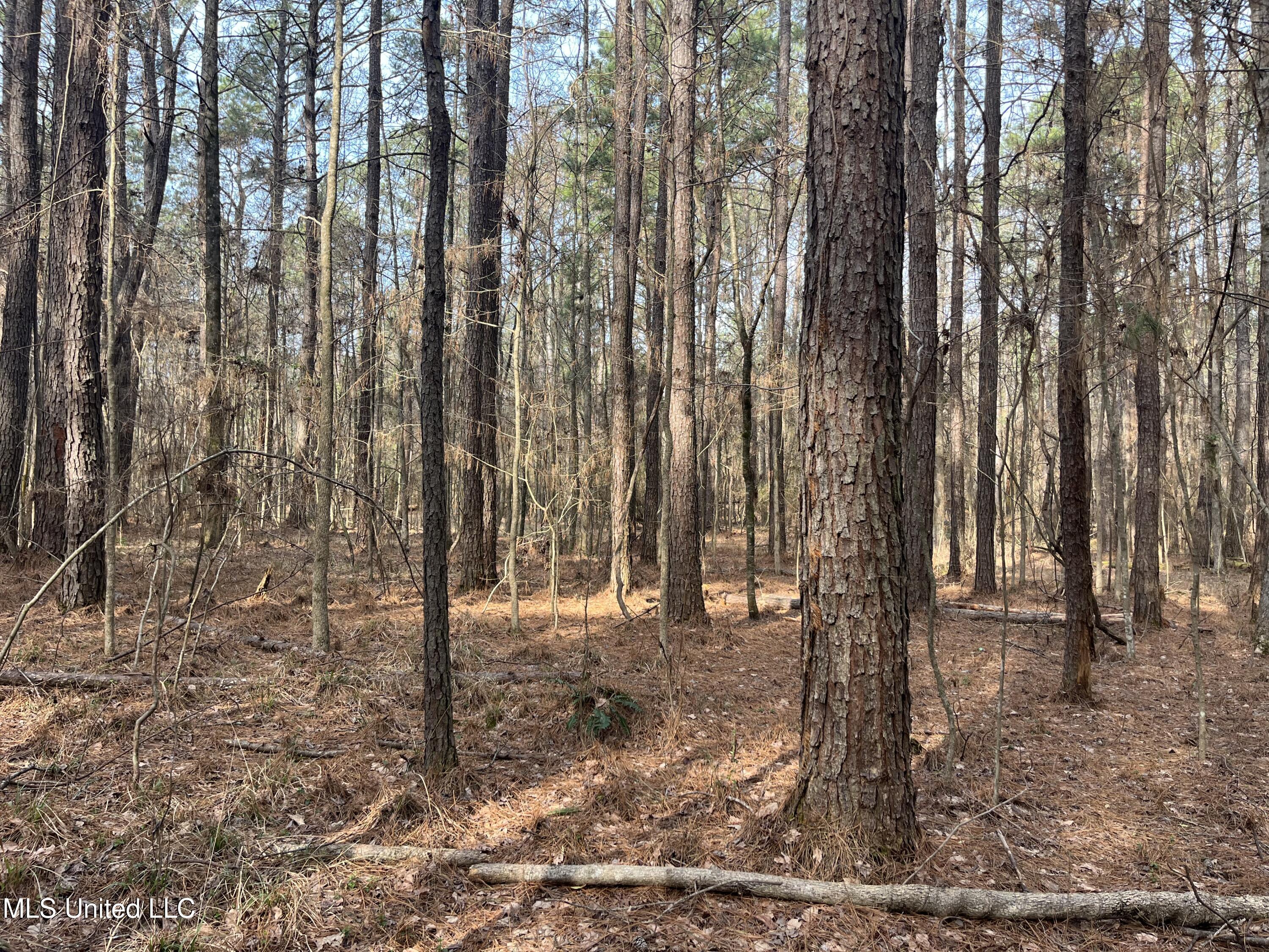 Barnes Road, Florence, Mississippi image 16