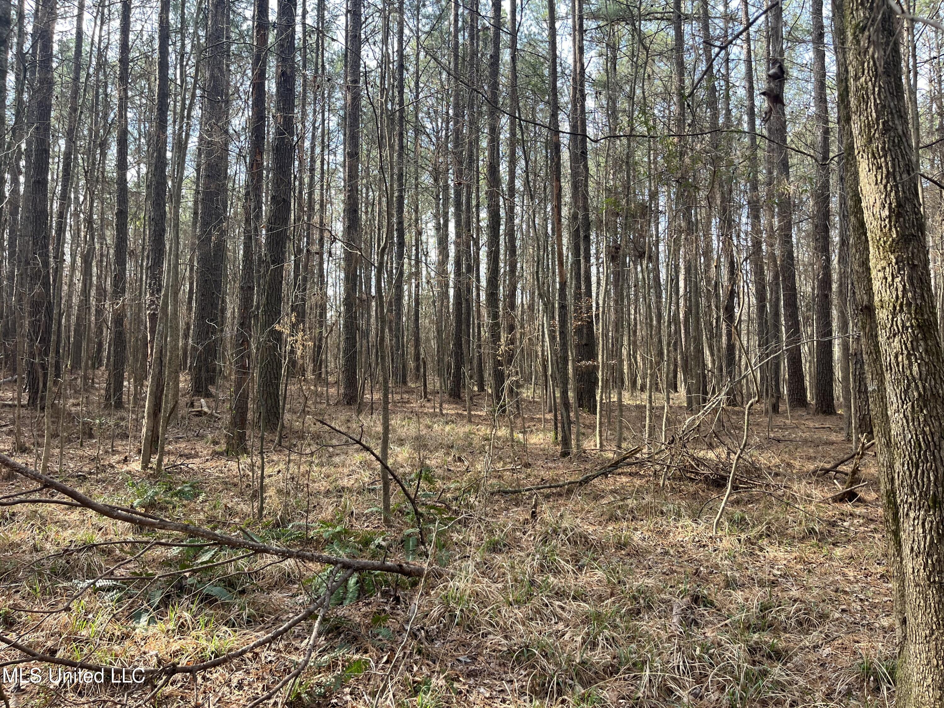 Barnes Road, Florence, Mississippi image 17