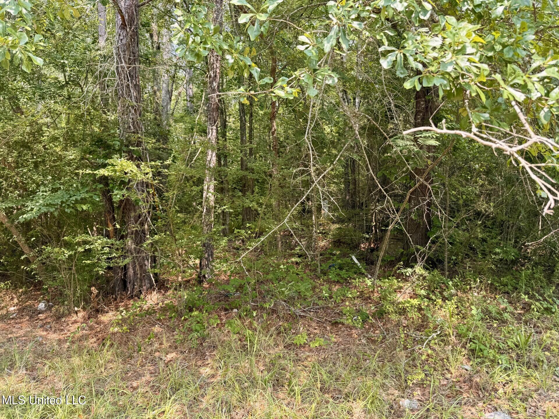 Hwy 43, Camden, Mississippi image 3