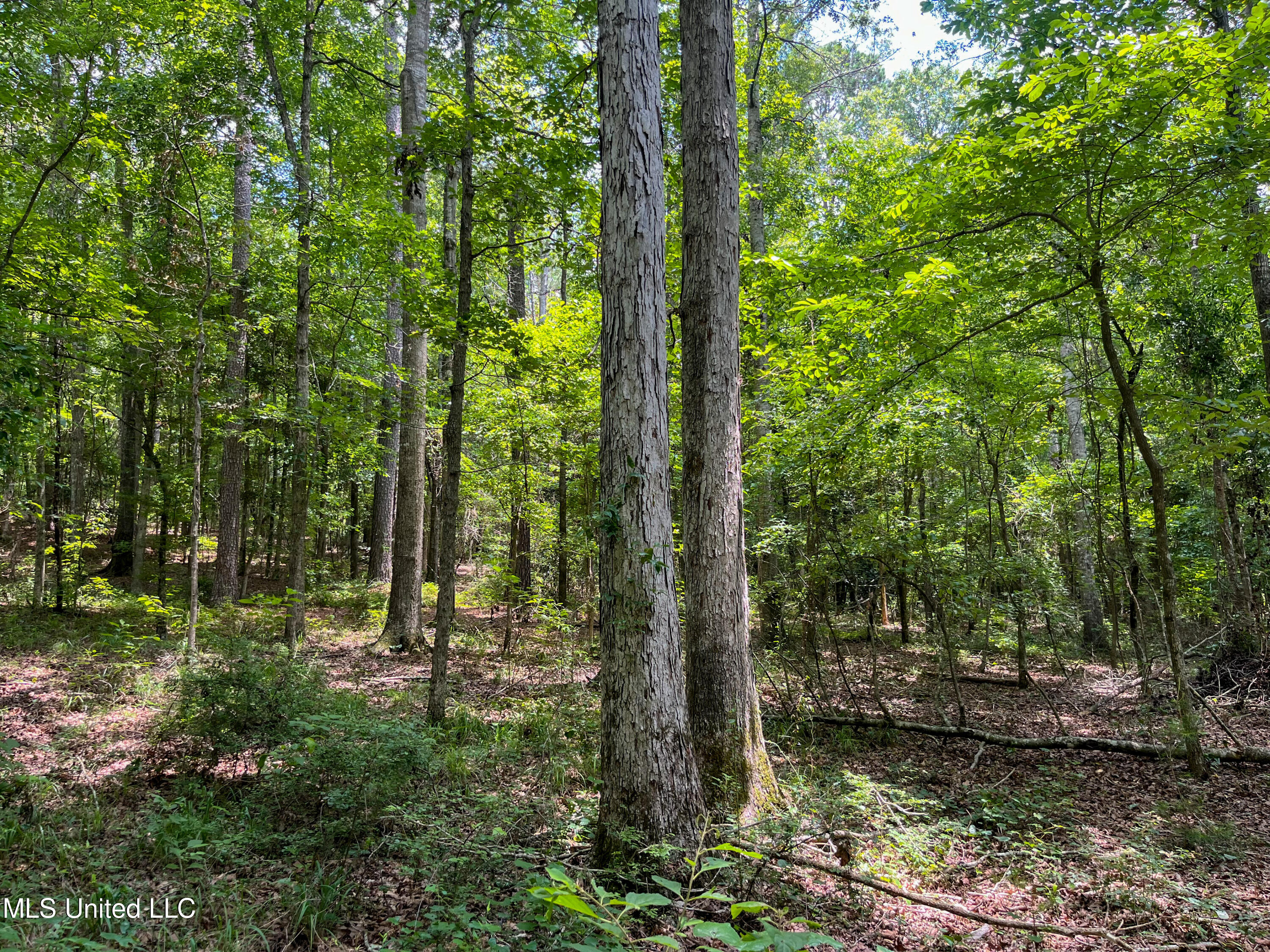 Smith County Road 501-2, Raleigh, Mississippi image 49