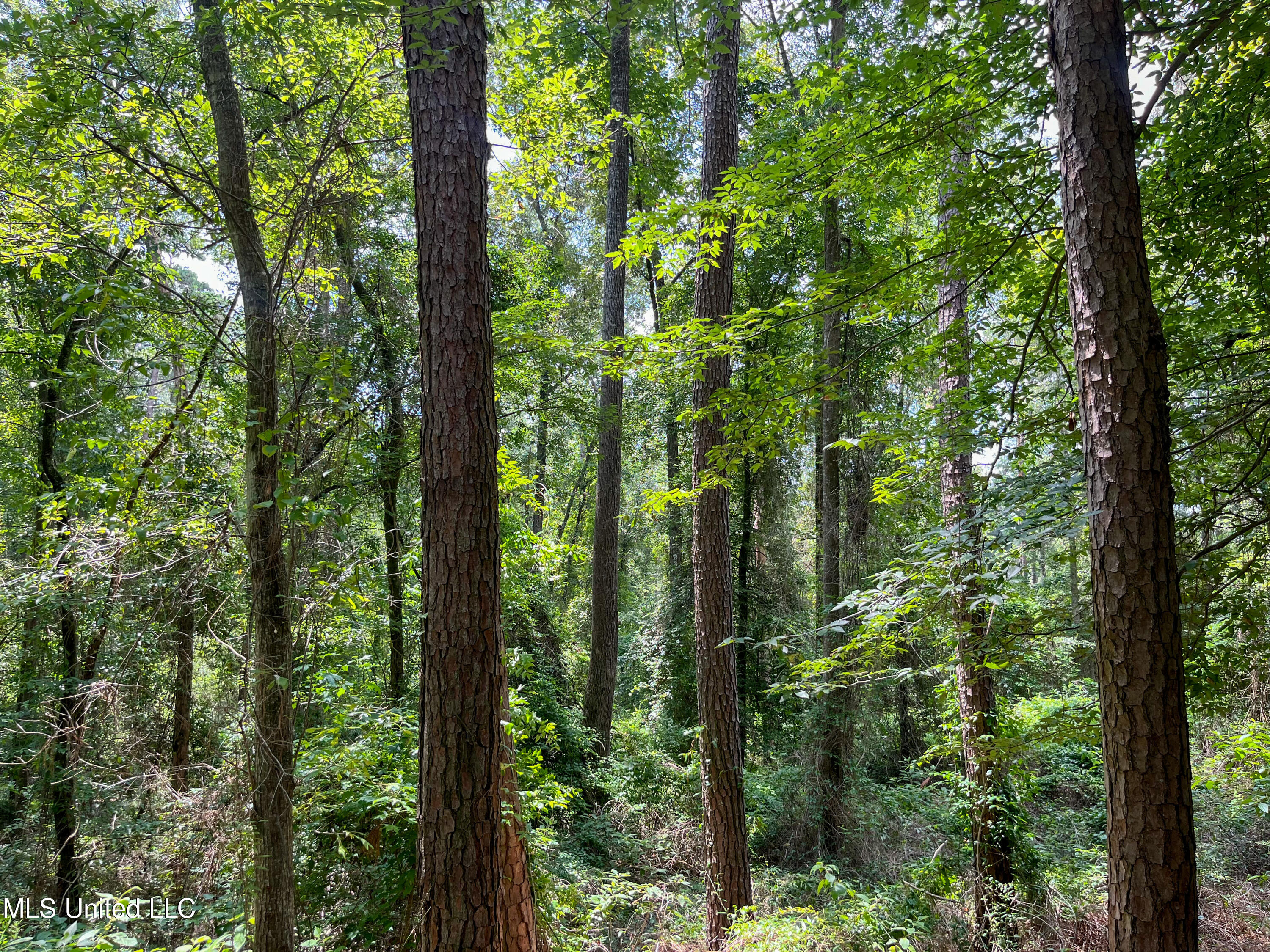 Smith County Road 501-2, Raleigh, Mississippi image 16