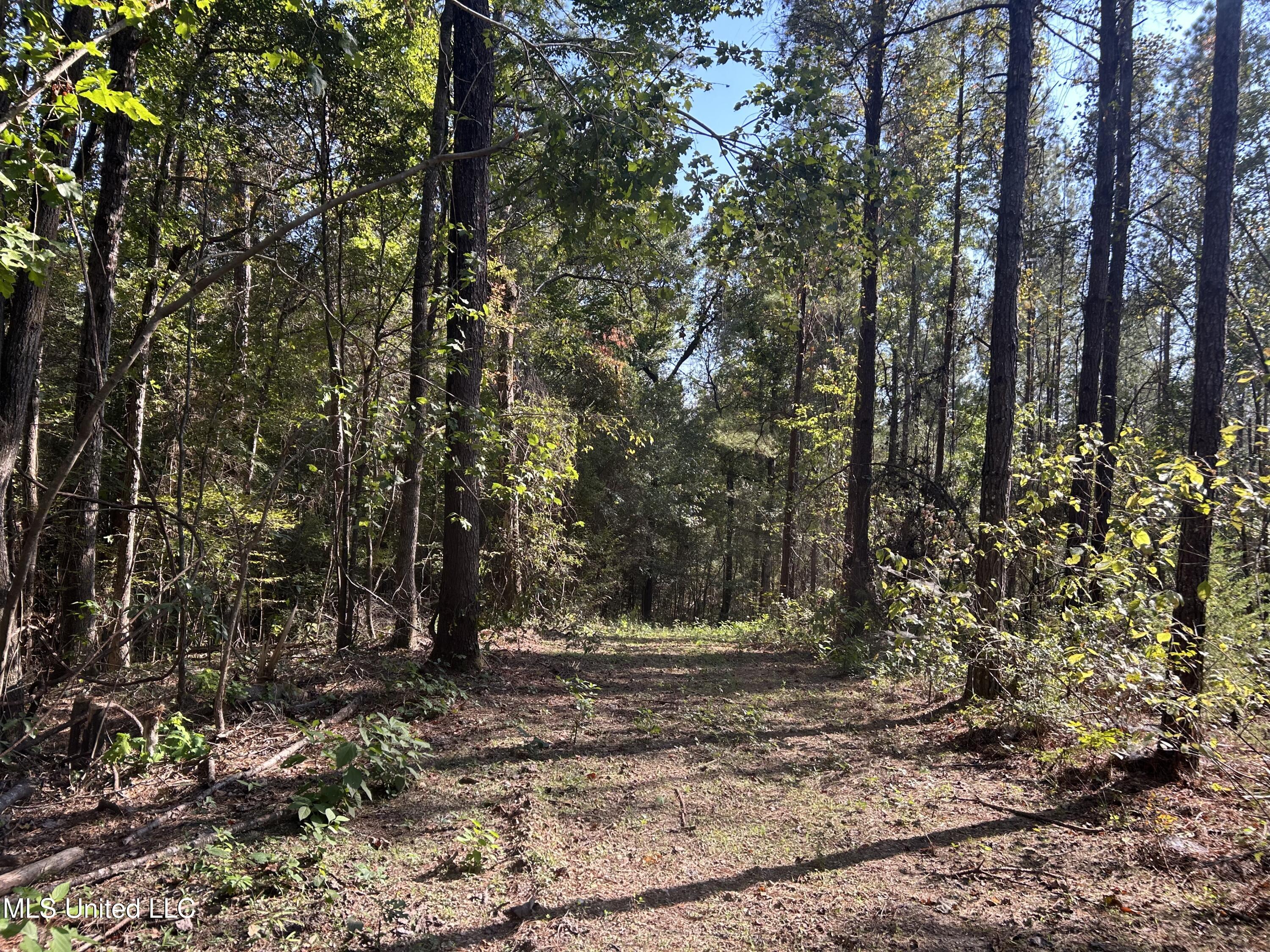 Rails Road, Georgetown, Mississippi image 5