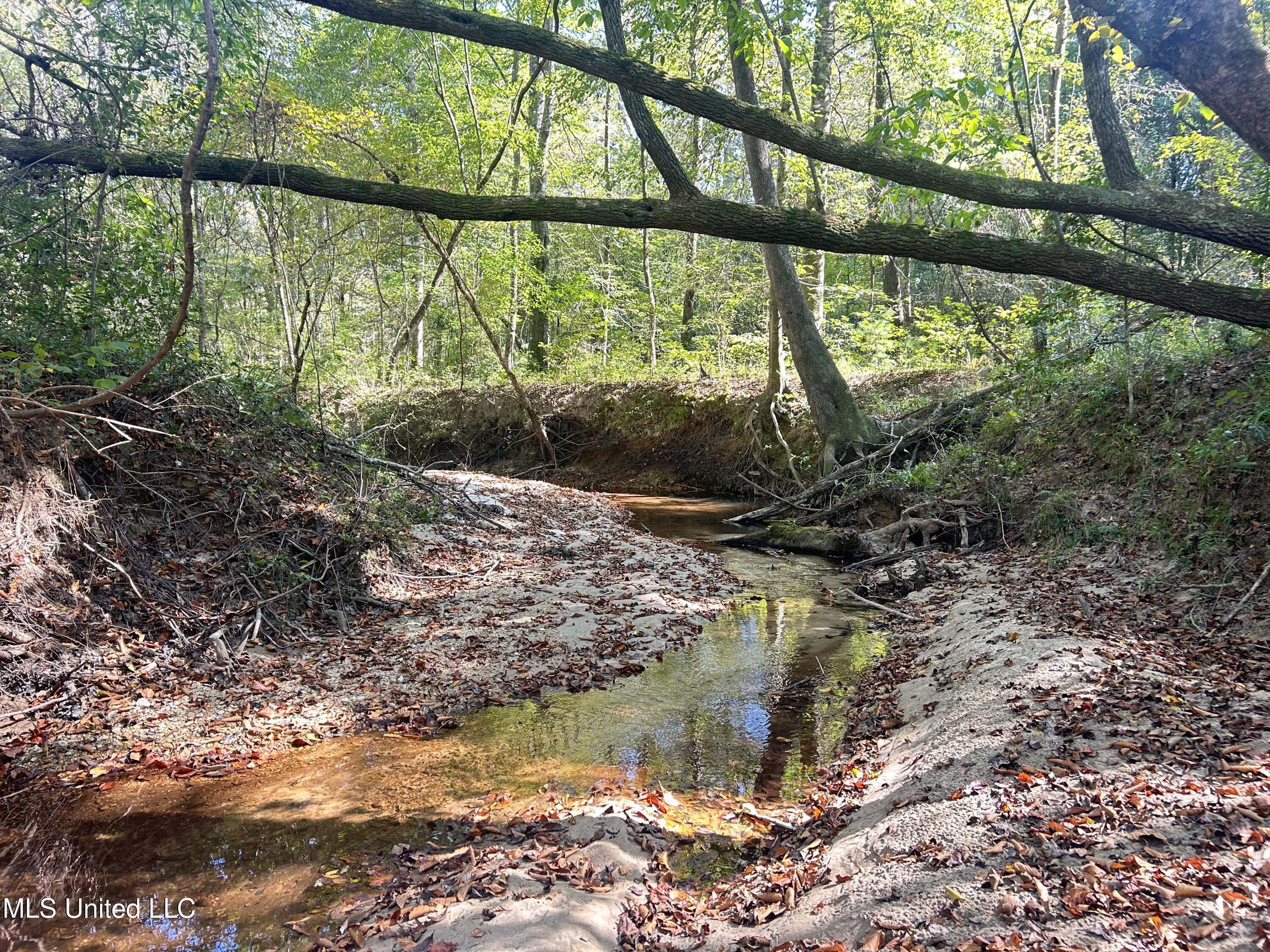 Rails Road, Georgetown, Mississippi image 28