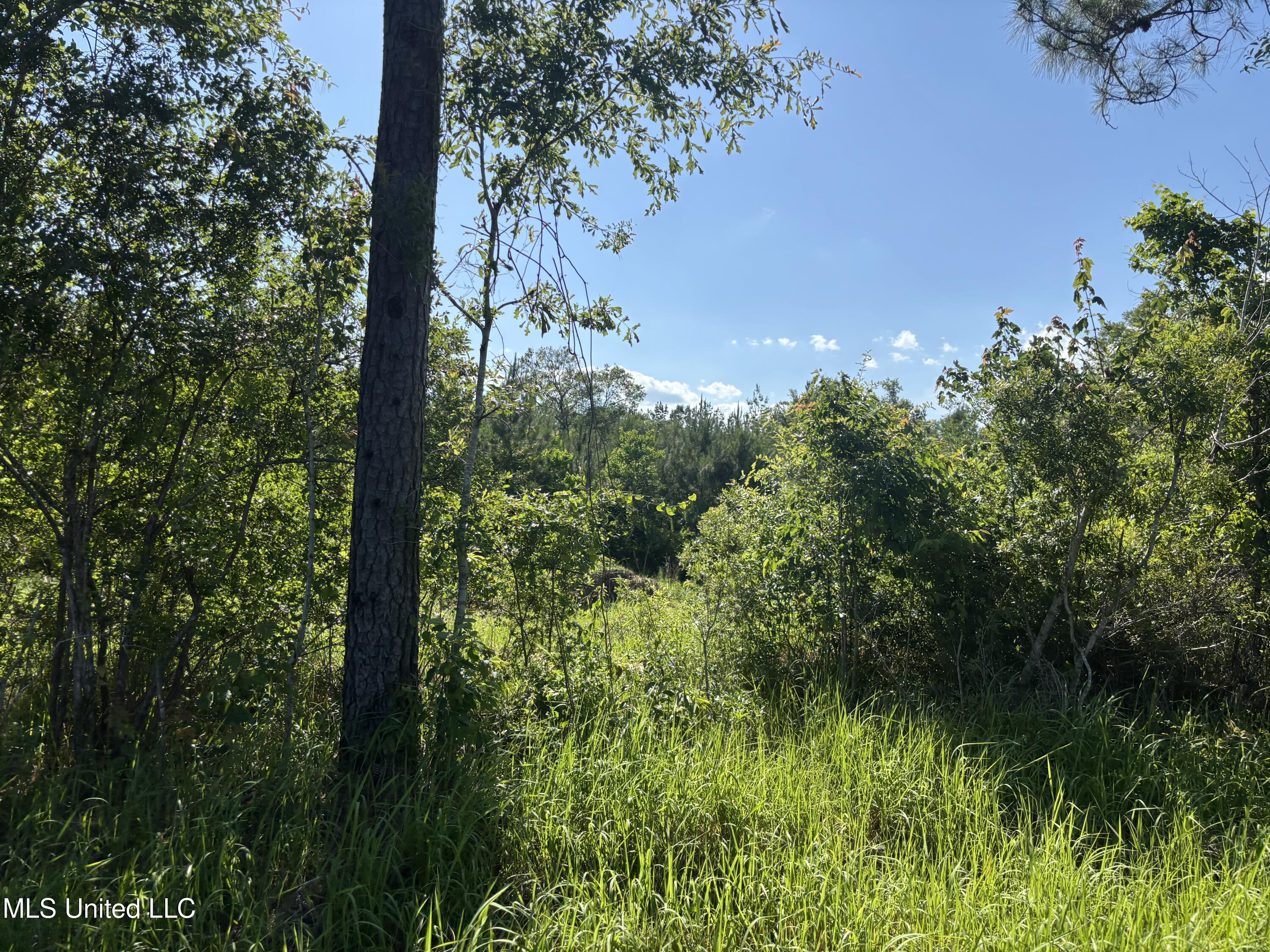 Robert Rhodes Road, Poplarville, Mississippi image 2