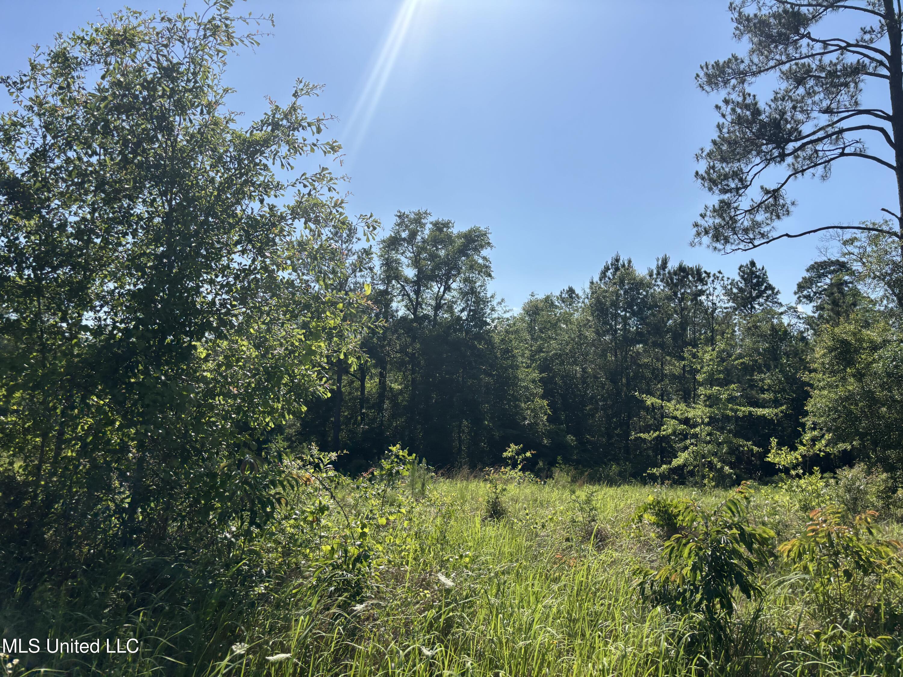 Robert Rhodes Road, Poplarville, Mississippi image 4