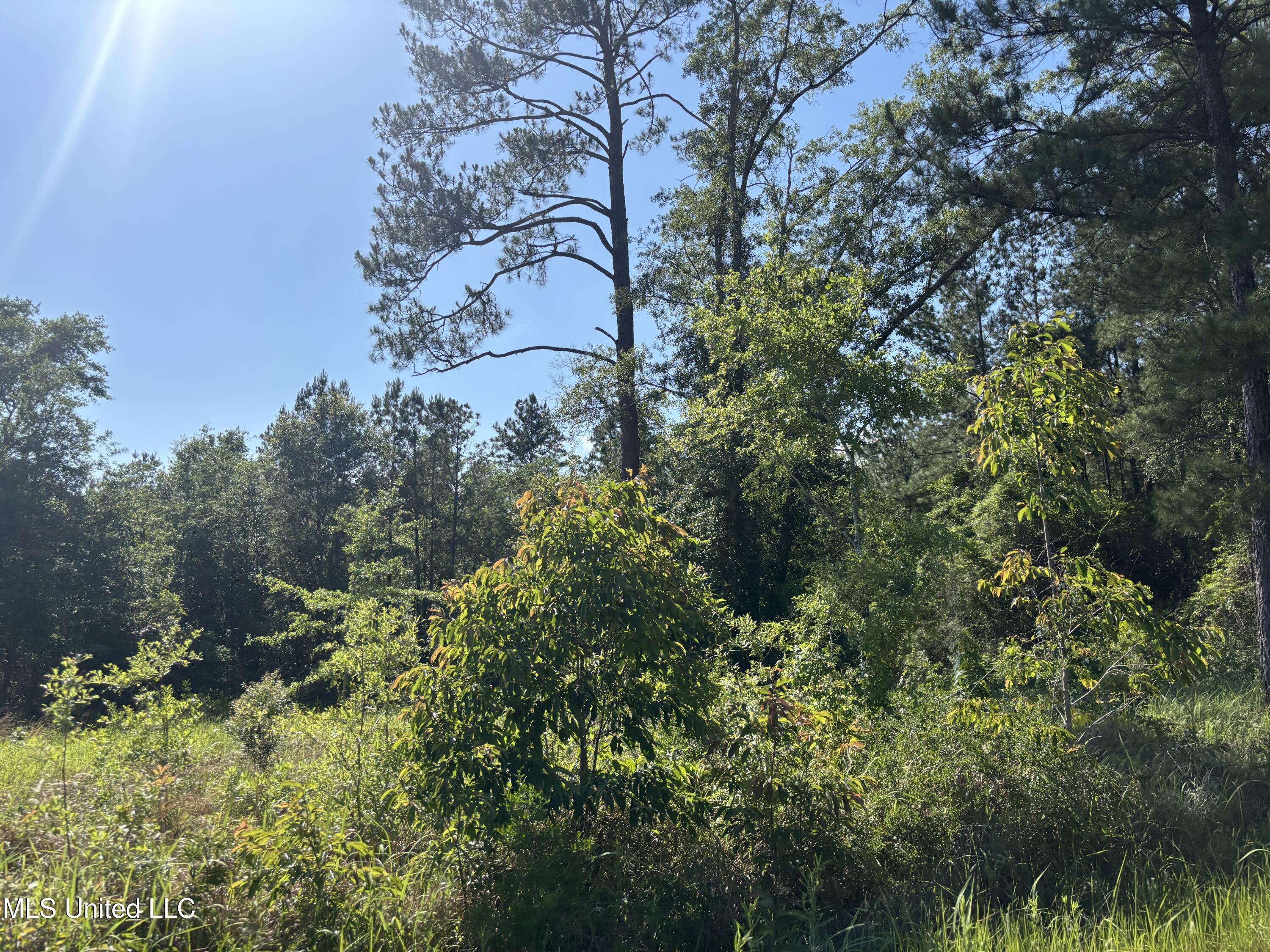 Robert Rhodes Road, Poplarville, Mississippi image 5