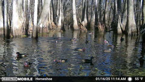 Vacant Land For Sale - 00 Quofaloma Road<br/> Tchula, MS 39169