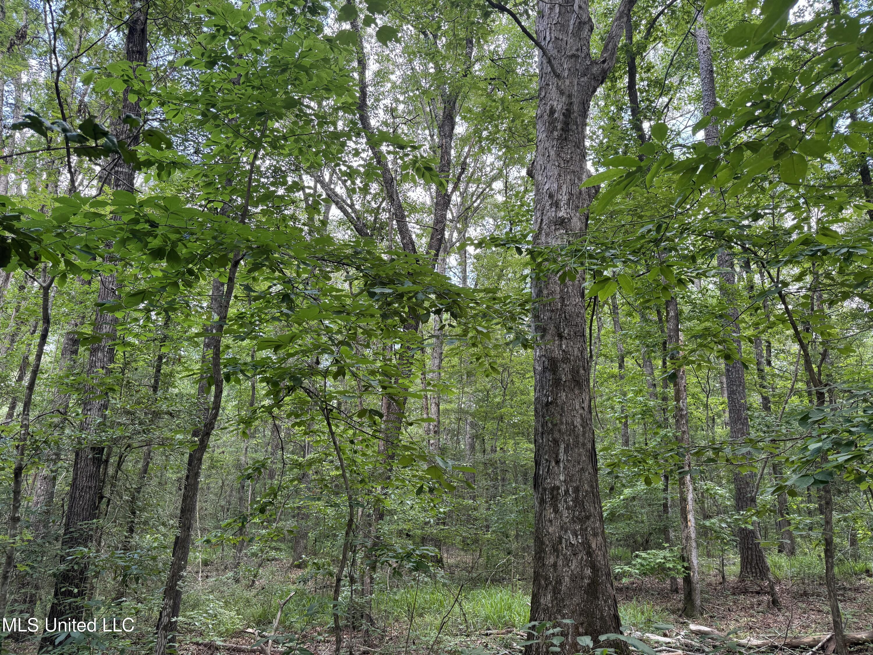 3016 Ashley Road, Hazlehurst, Mississippi image 3