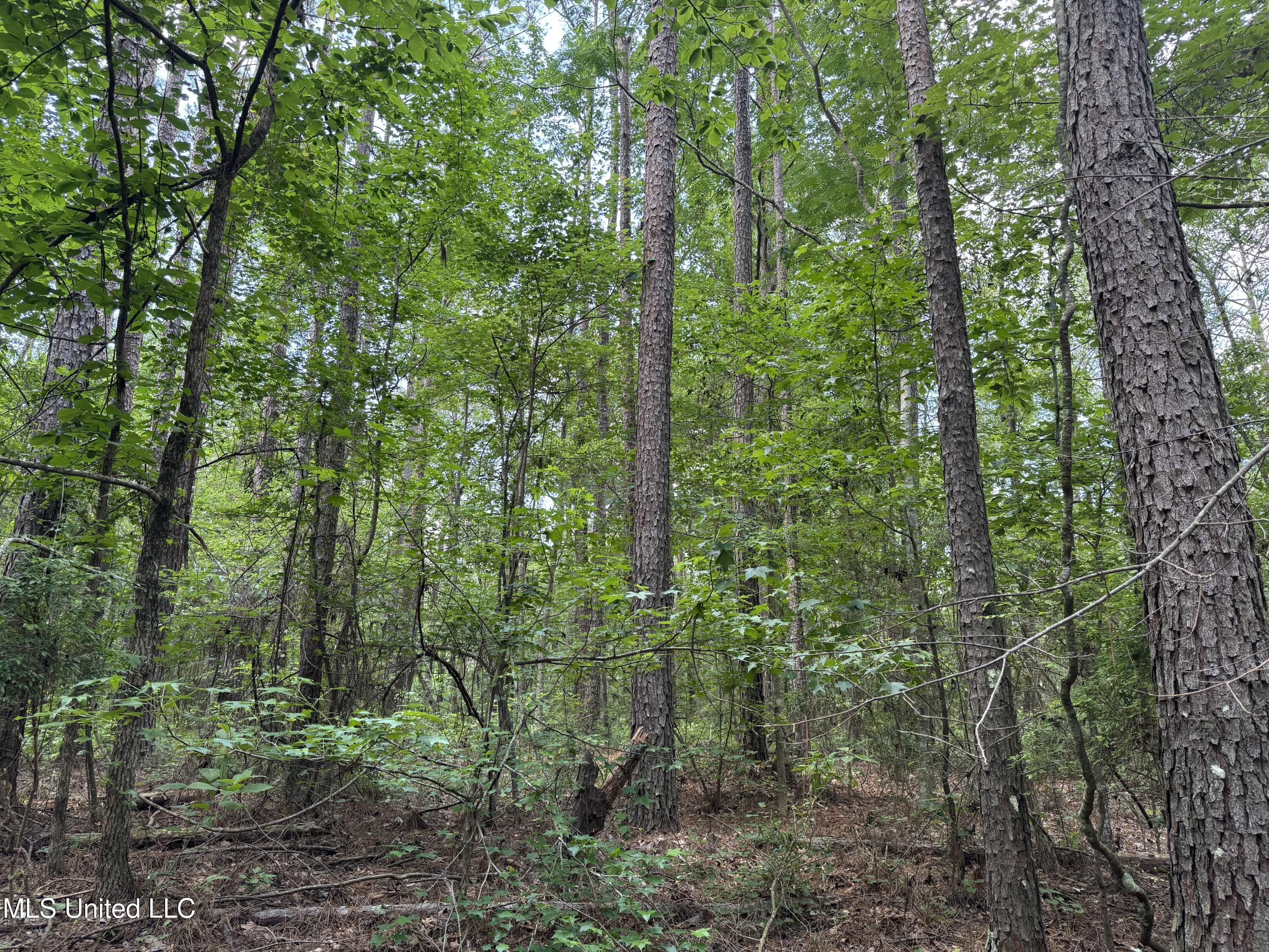 3016 Ashley Road, Hazlehurst, Mississippi image 15