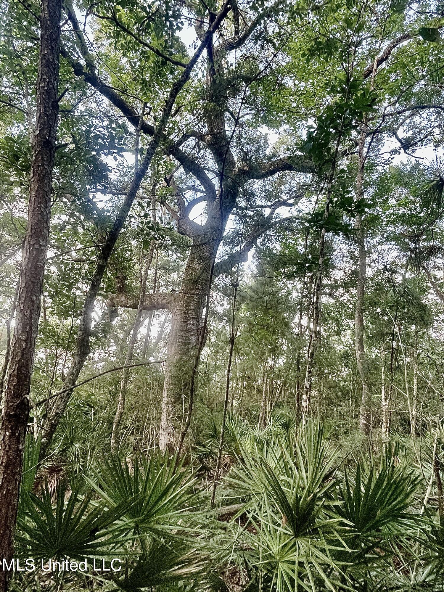 0000 Ling Drive, Gautier, Mississippi image 18