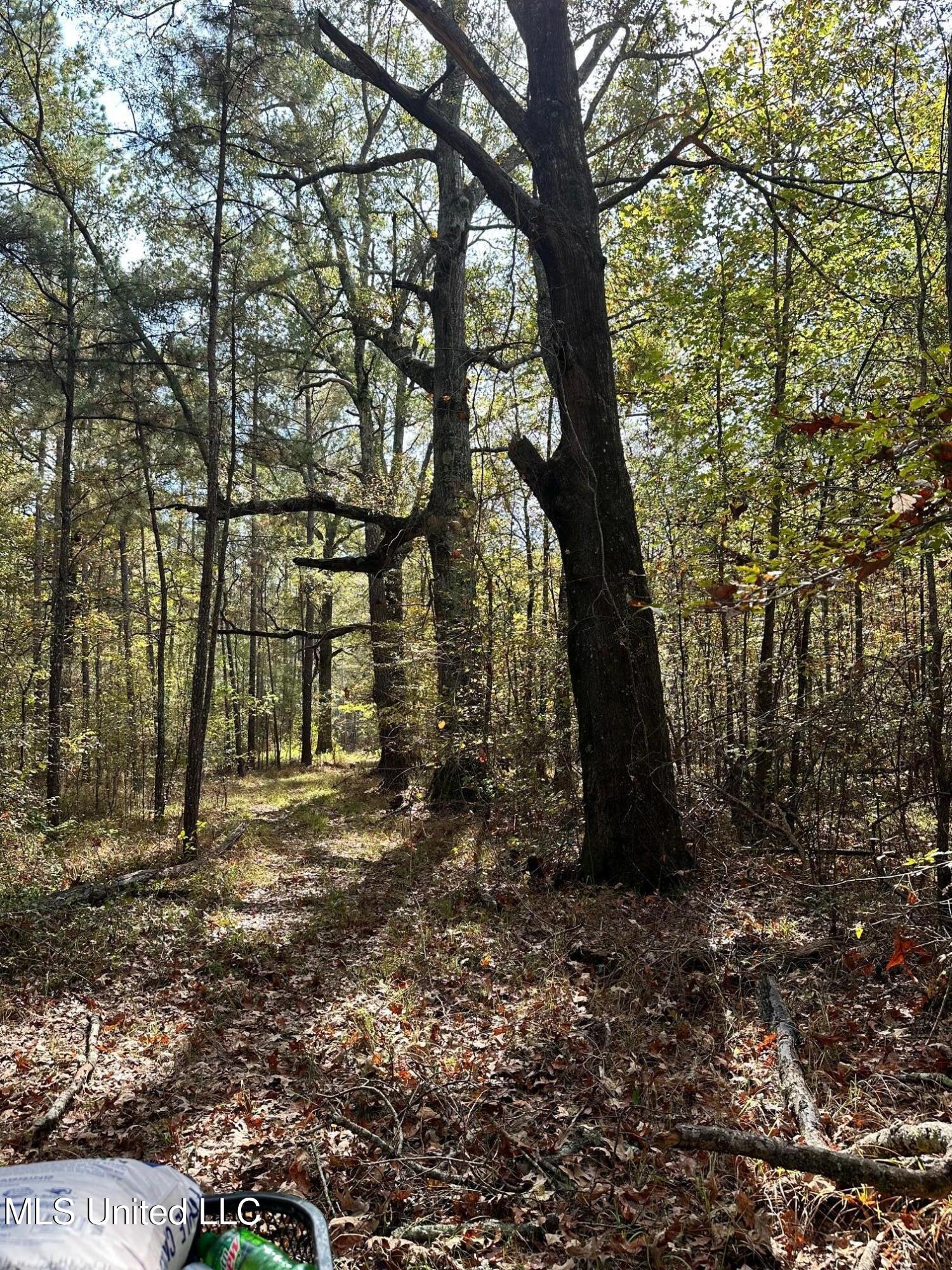 Lot 4 Swamp Road, Carthage, Mississippi image 7