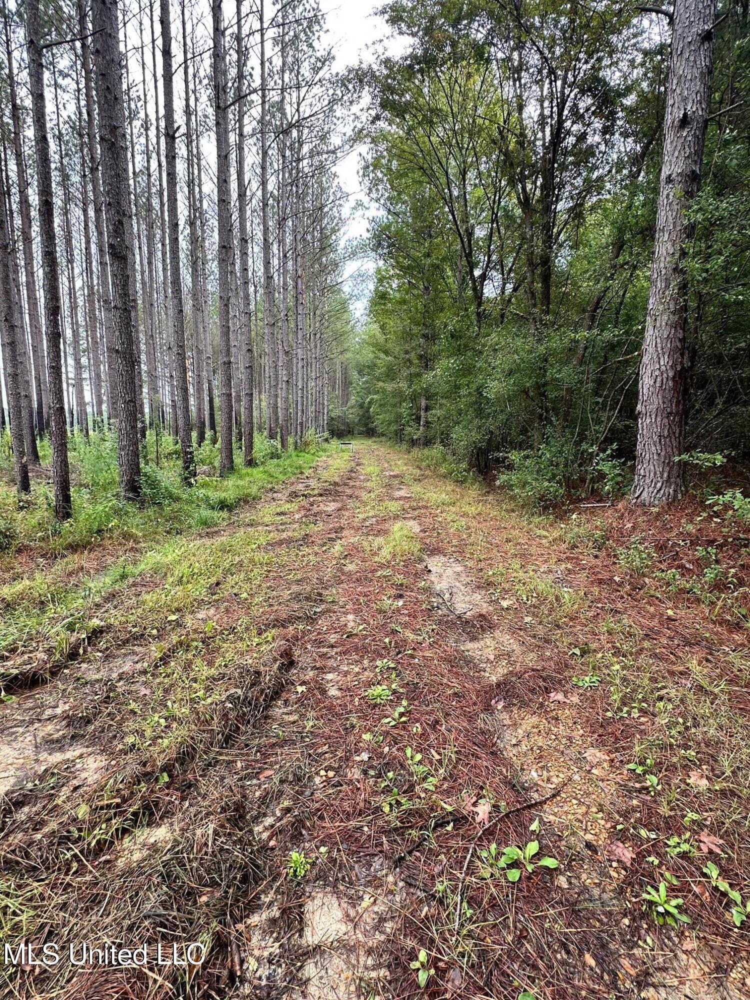 Lot 4 Swamp Road, Carthage, Mississippi image 2