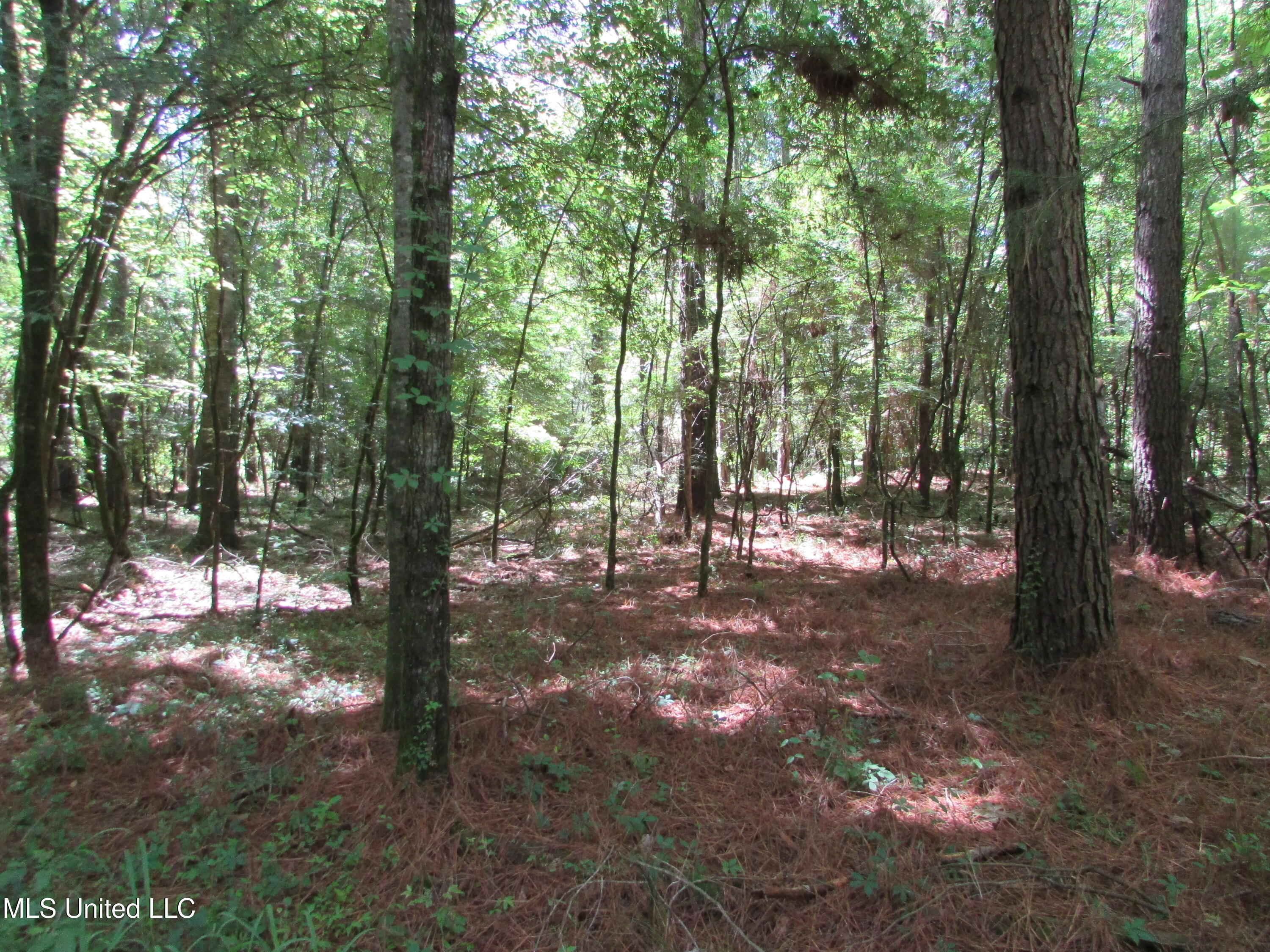 Bend Road, Vaughan, Mississippi image 16