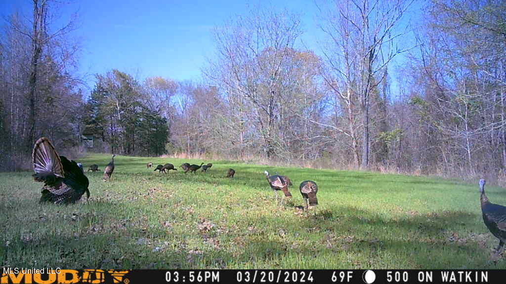 Bell Bottom Road, Cruger, Mississippi image 20