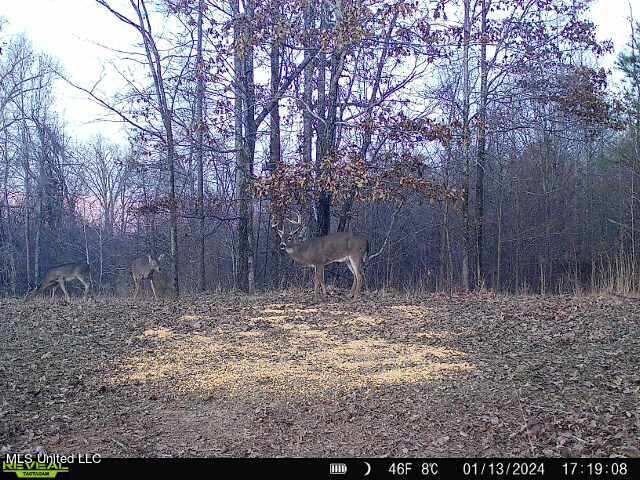 Bell Bottom Road, Cruger, Mississippi image 22