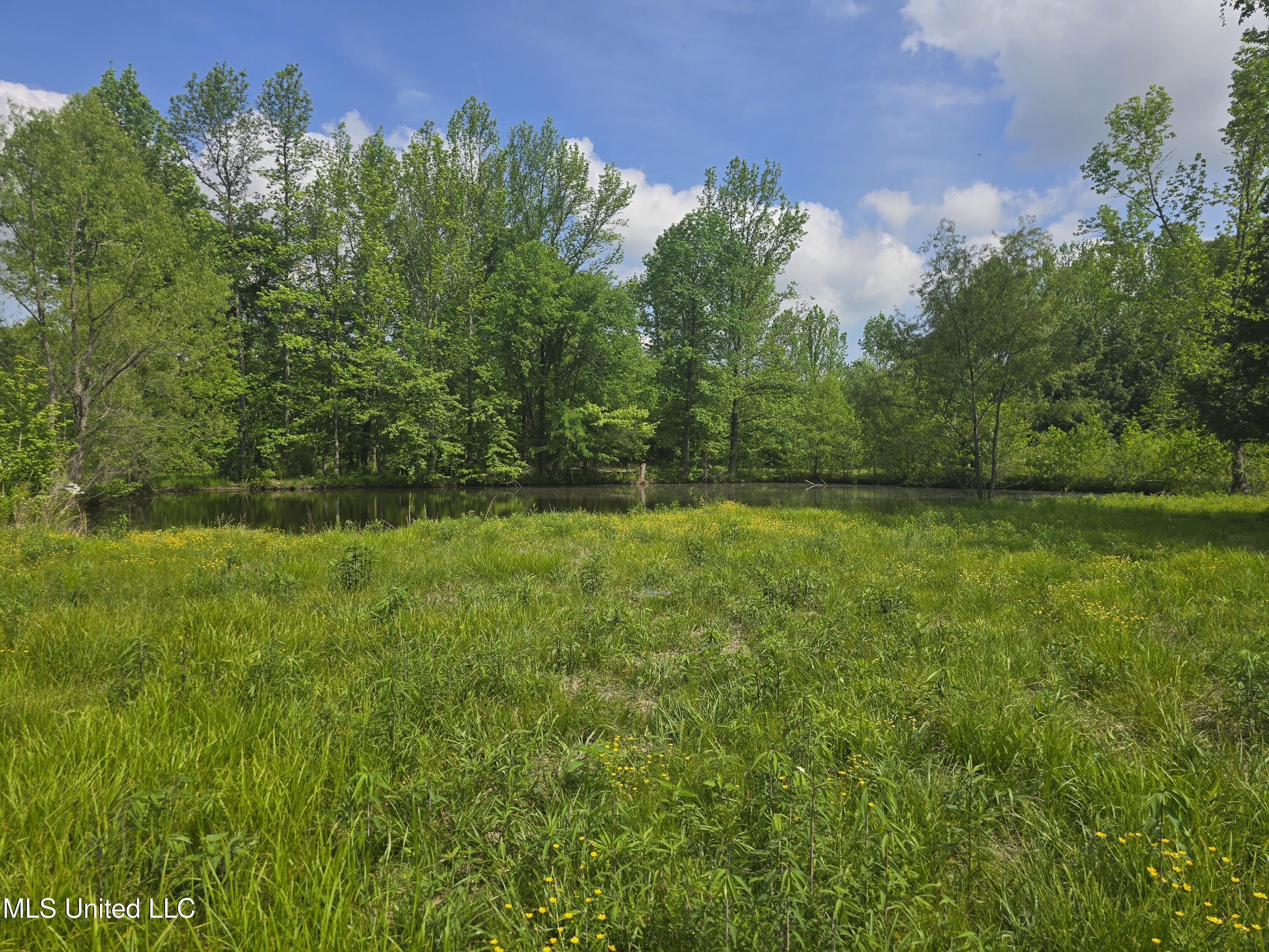 Laughter Road, Hernando, Mississippi image 5