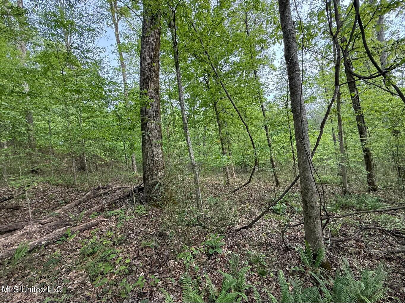 Eden Midway Road, Yazoo City, Mississippi image 14